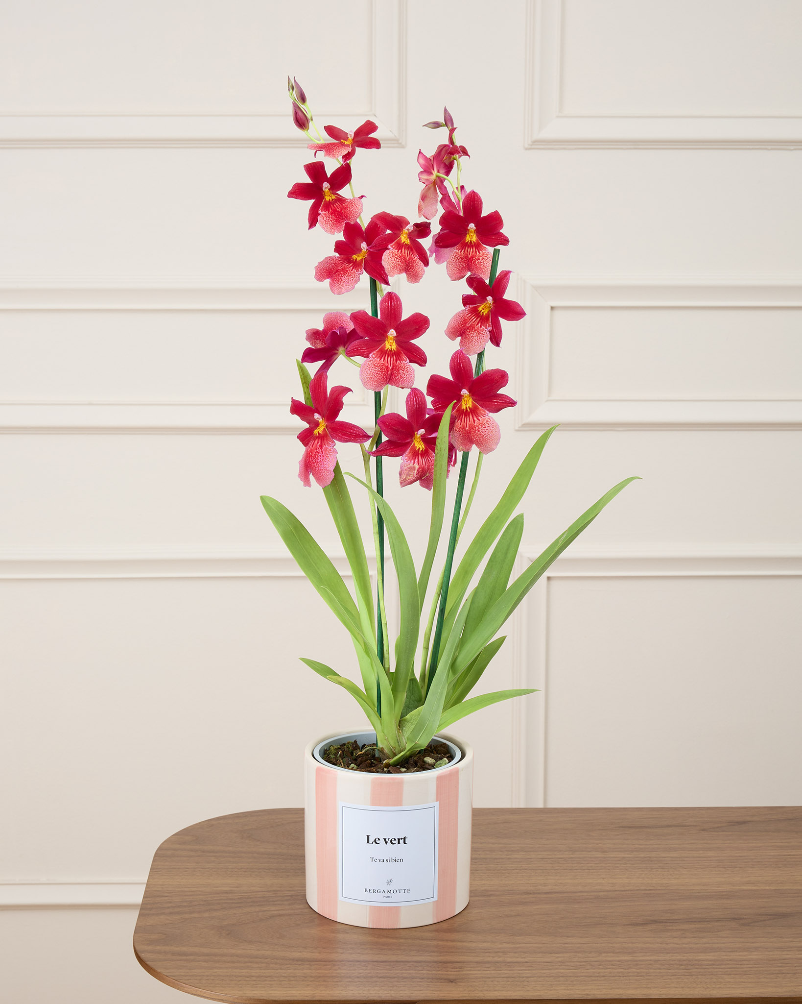 Orchidée Aude et son cache pot personnalisable