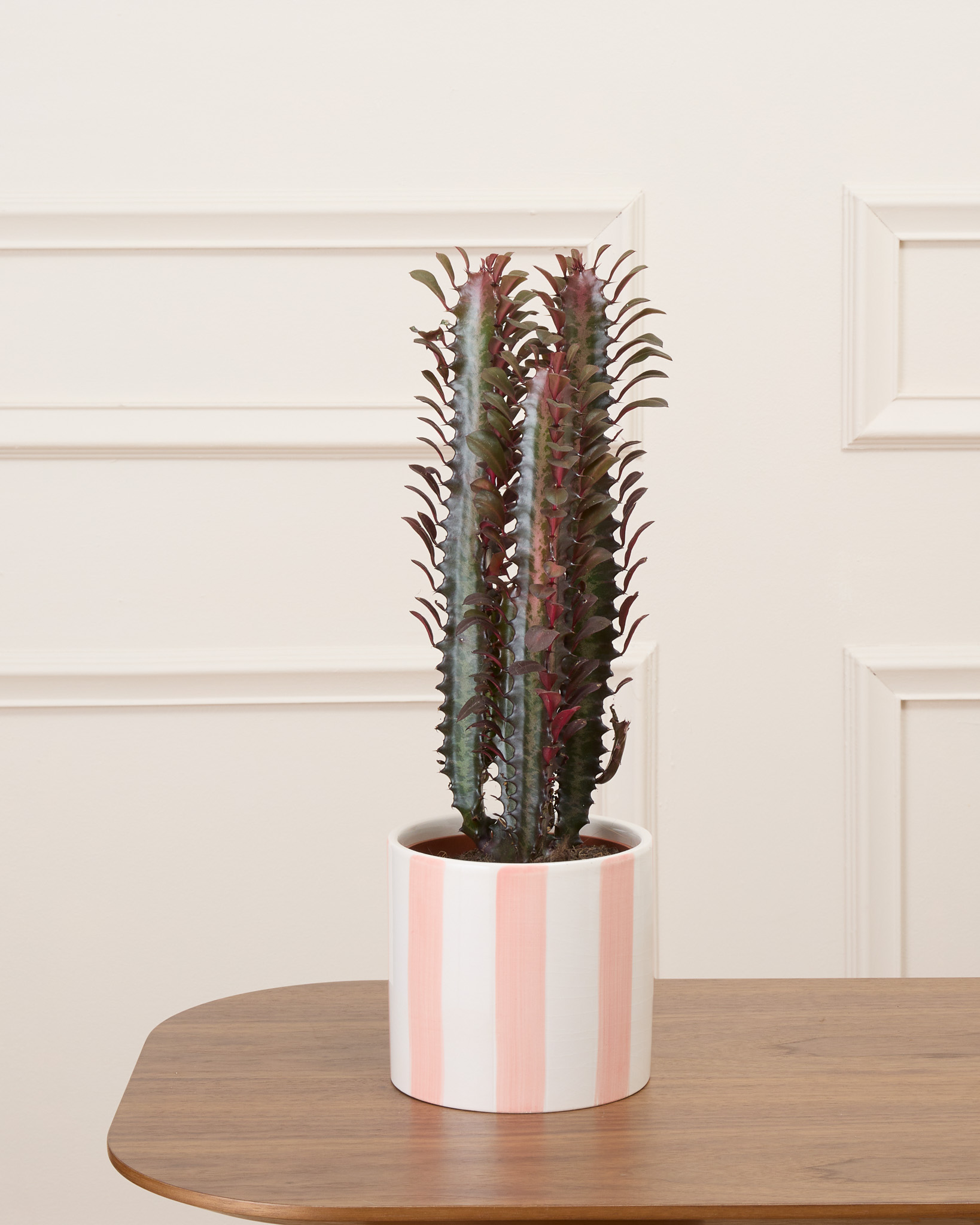 Gus et son cache-pot rayé rose - Cactus rouge