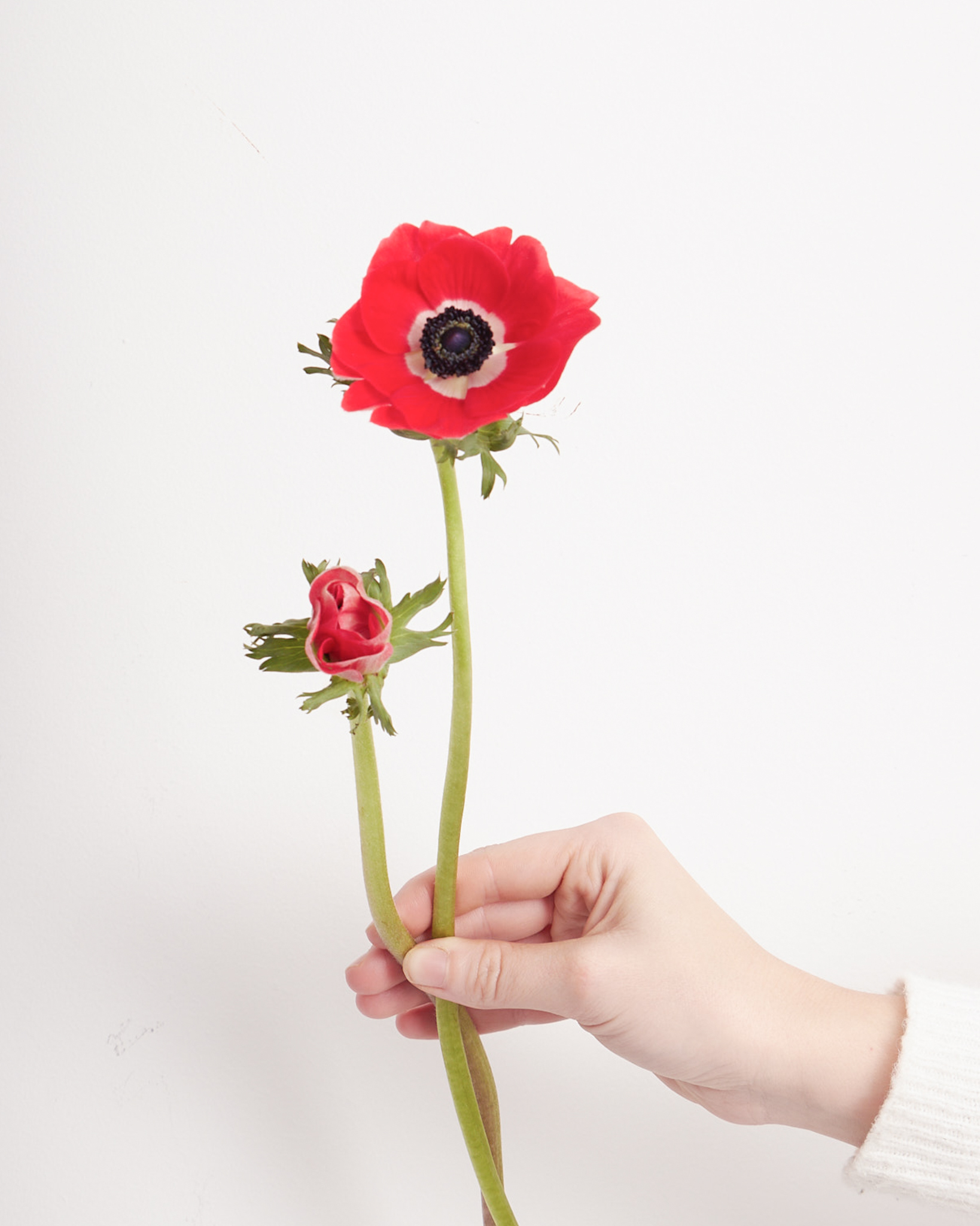 Anémone fermée à l’arrivée, puis ouverte quelques heures après réception