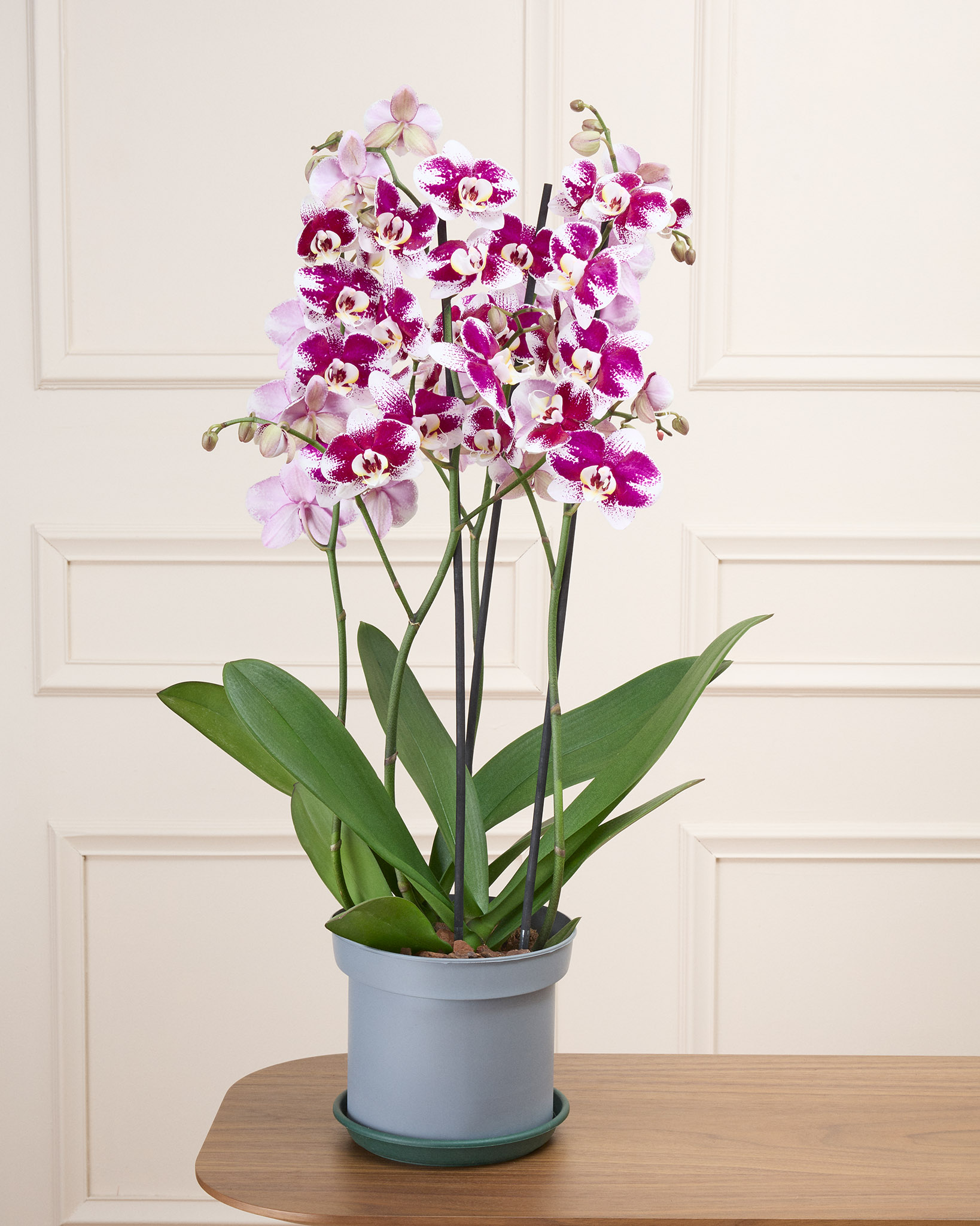 Audrey sans cache-pot - Orchidée XXL