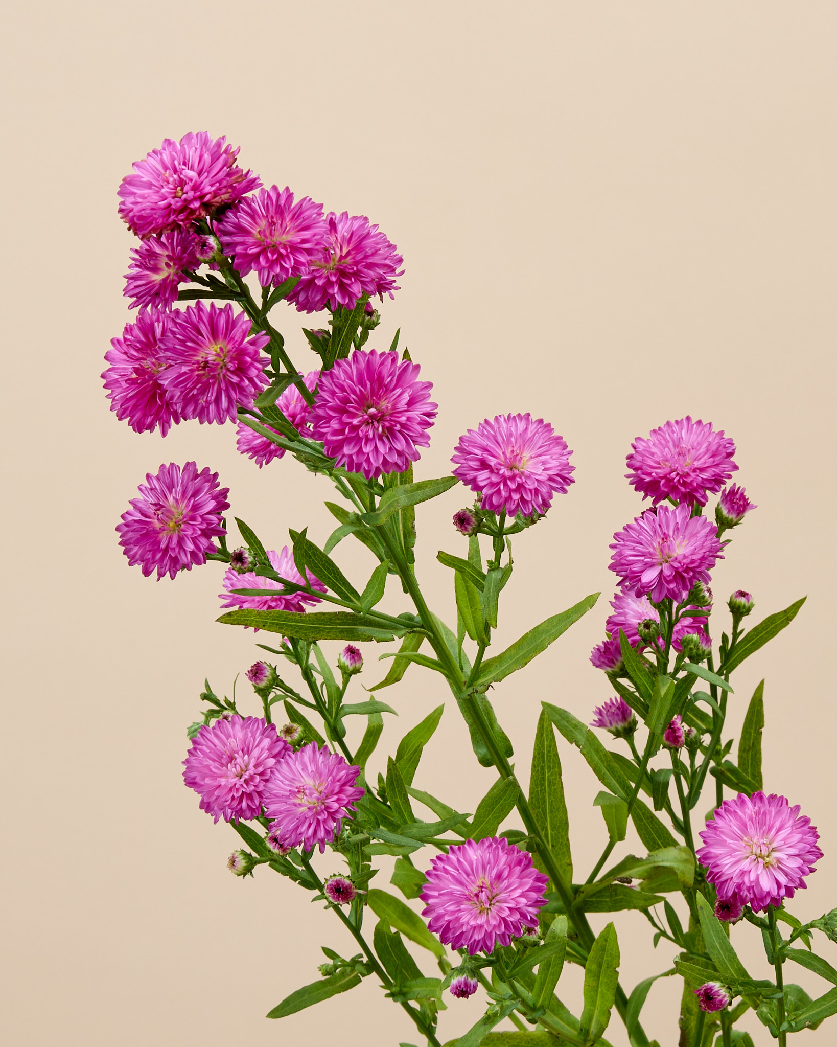 Aster