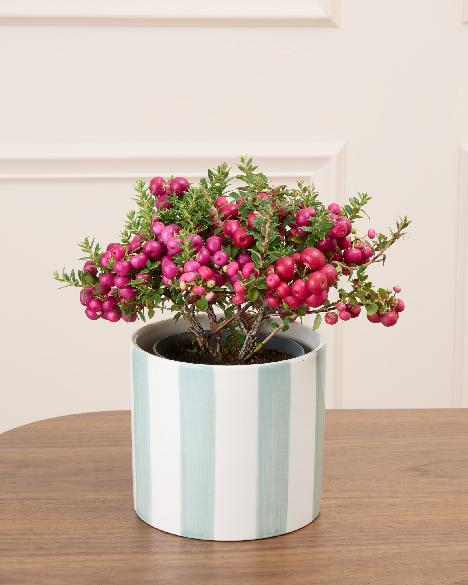 Marie et son cache-pot rayé vert - Gaulthérie