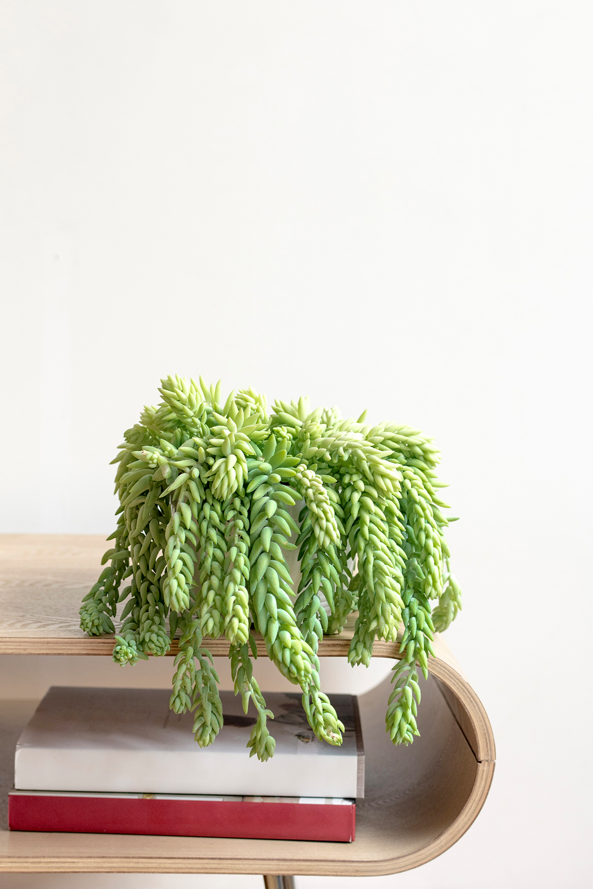 plante-interieur-suspendue