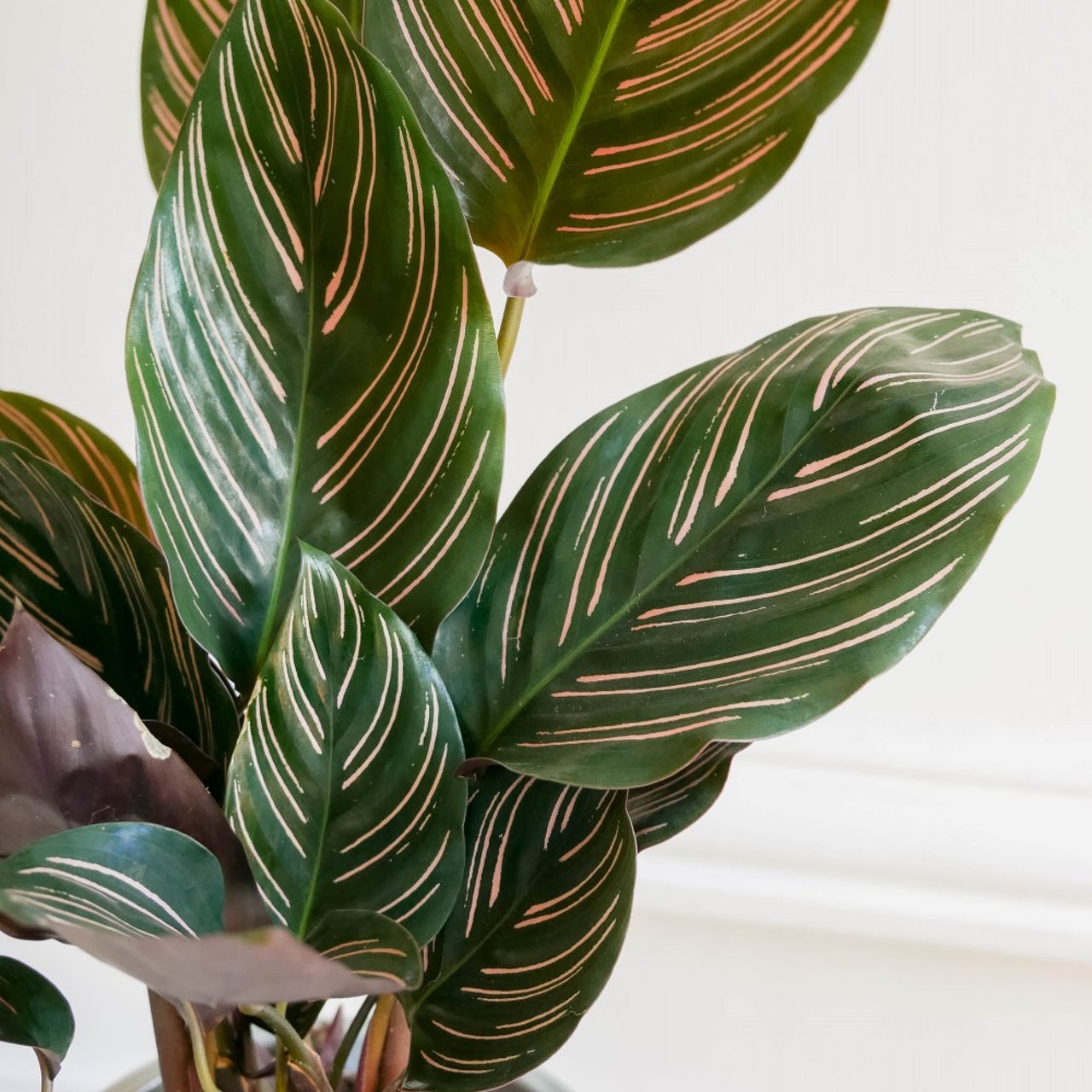 calathea-feuille