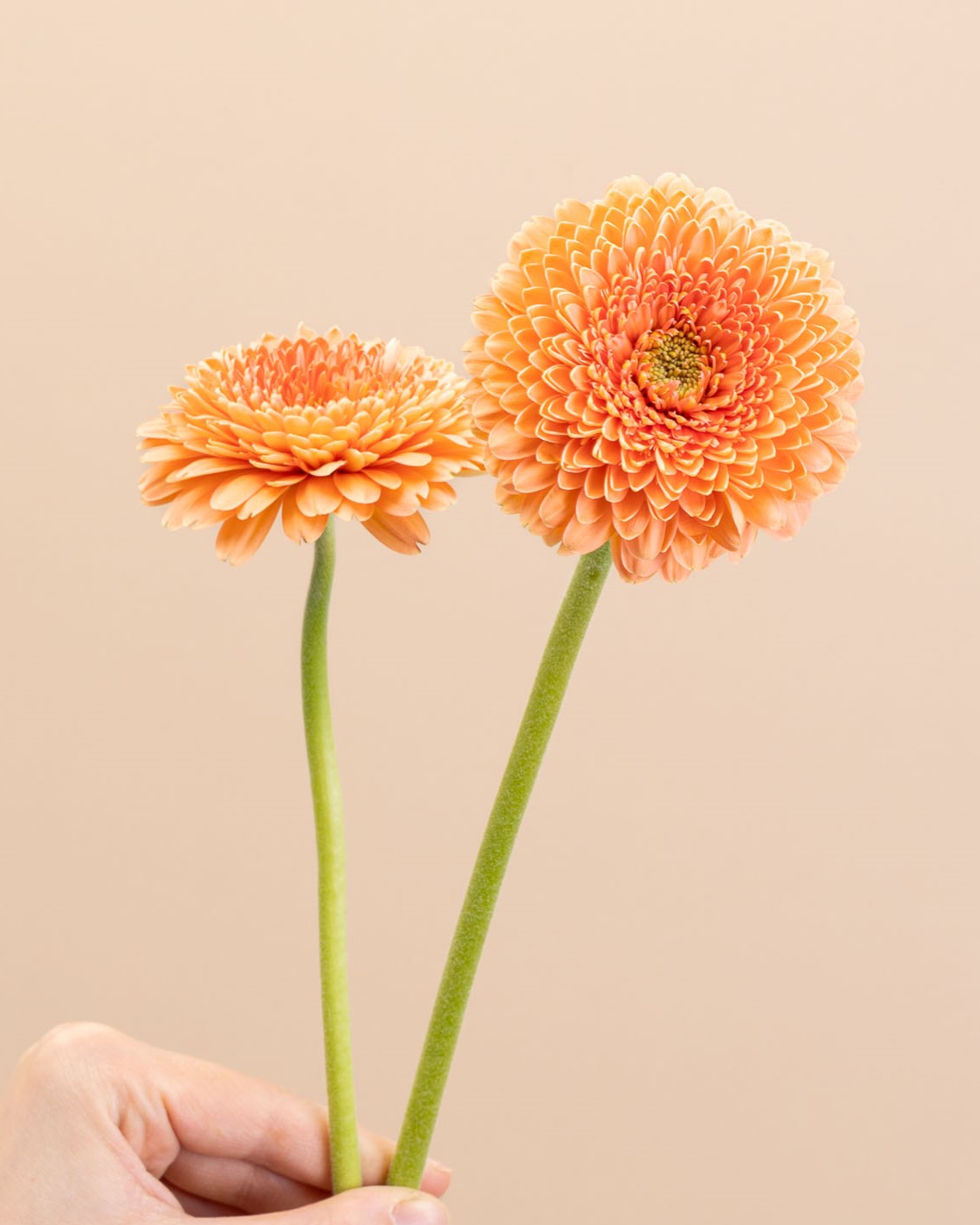 Gerbera