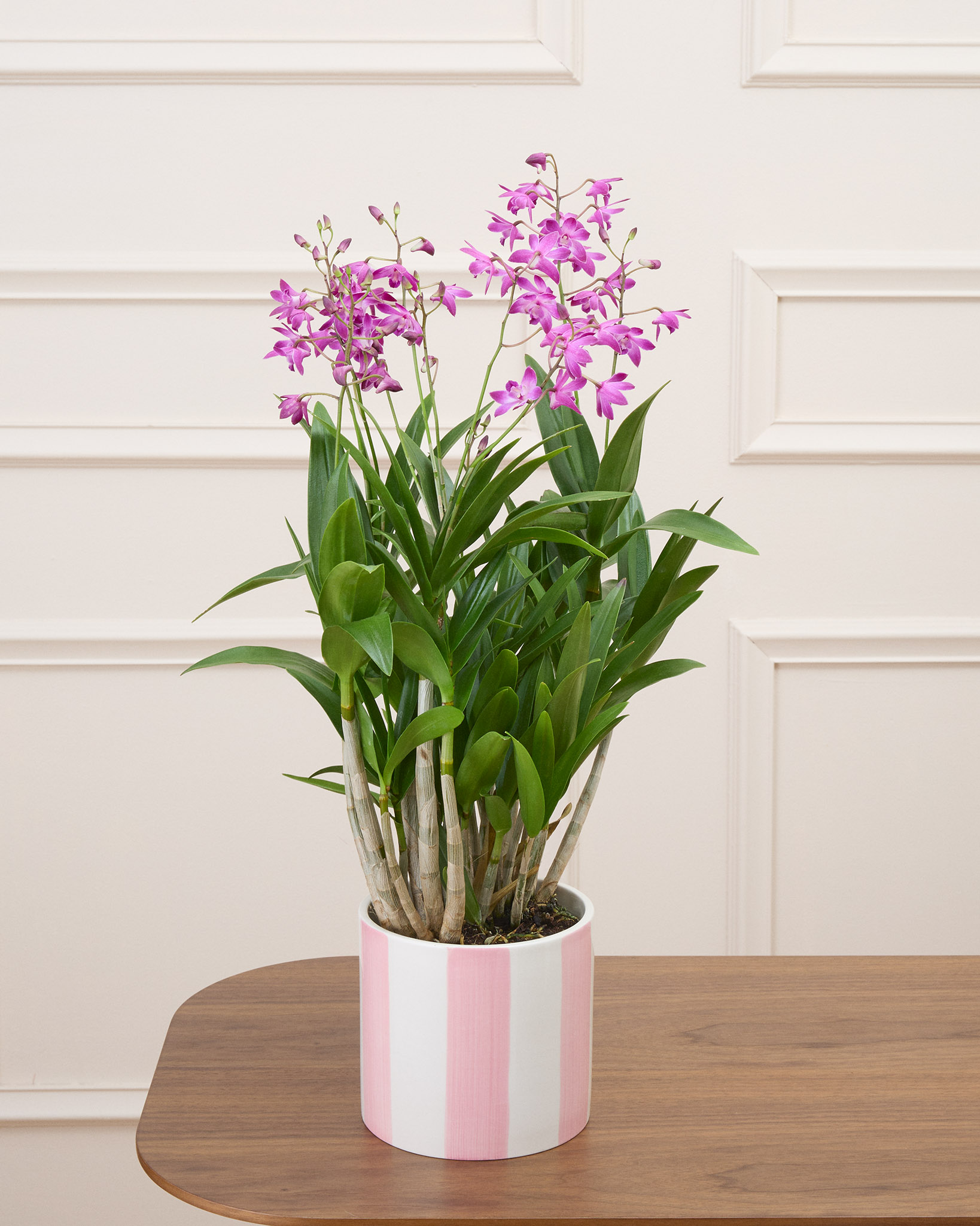 Orphée et son cache-pot rayé rose - Orchidée