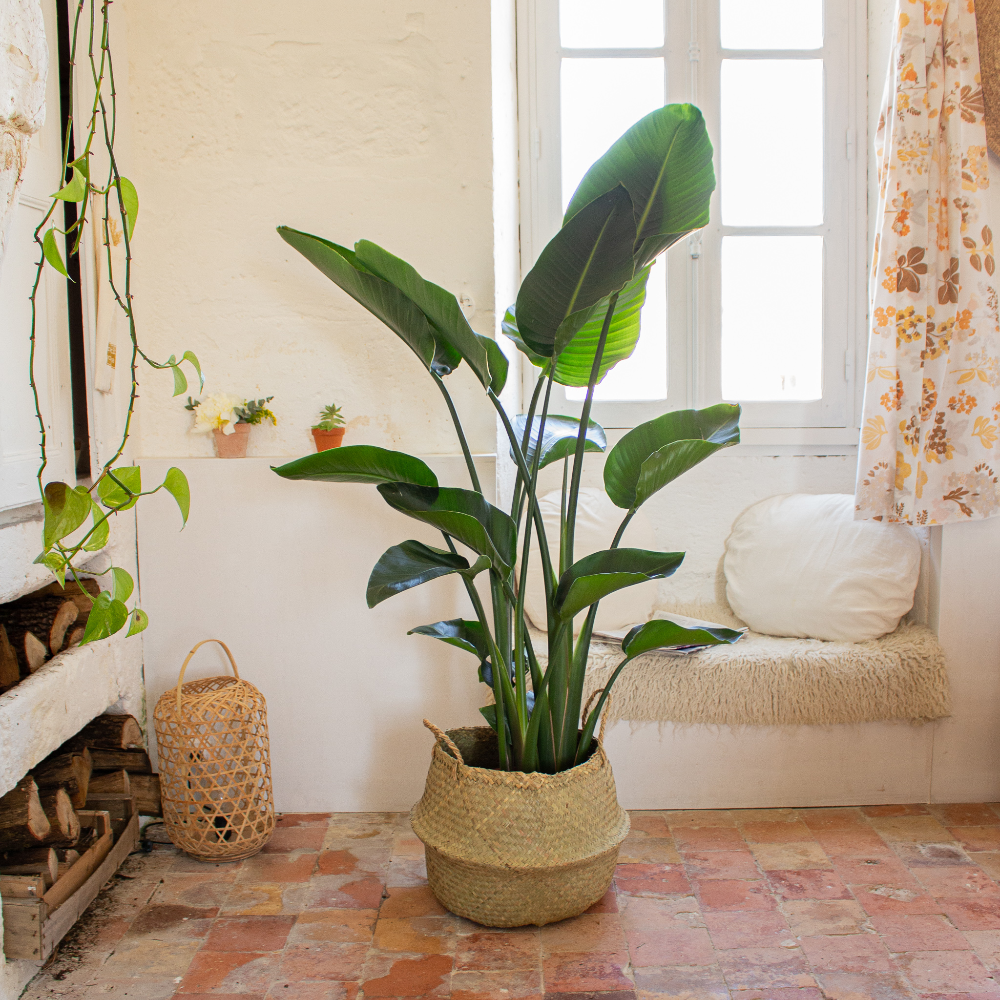 idée-cadeau-plante-originale