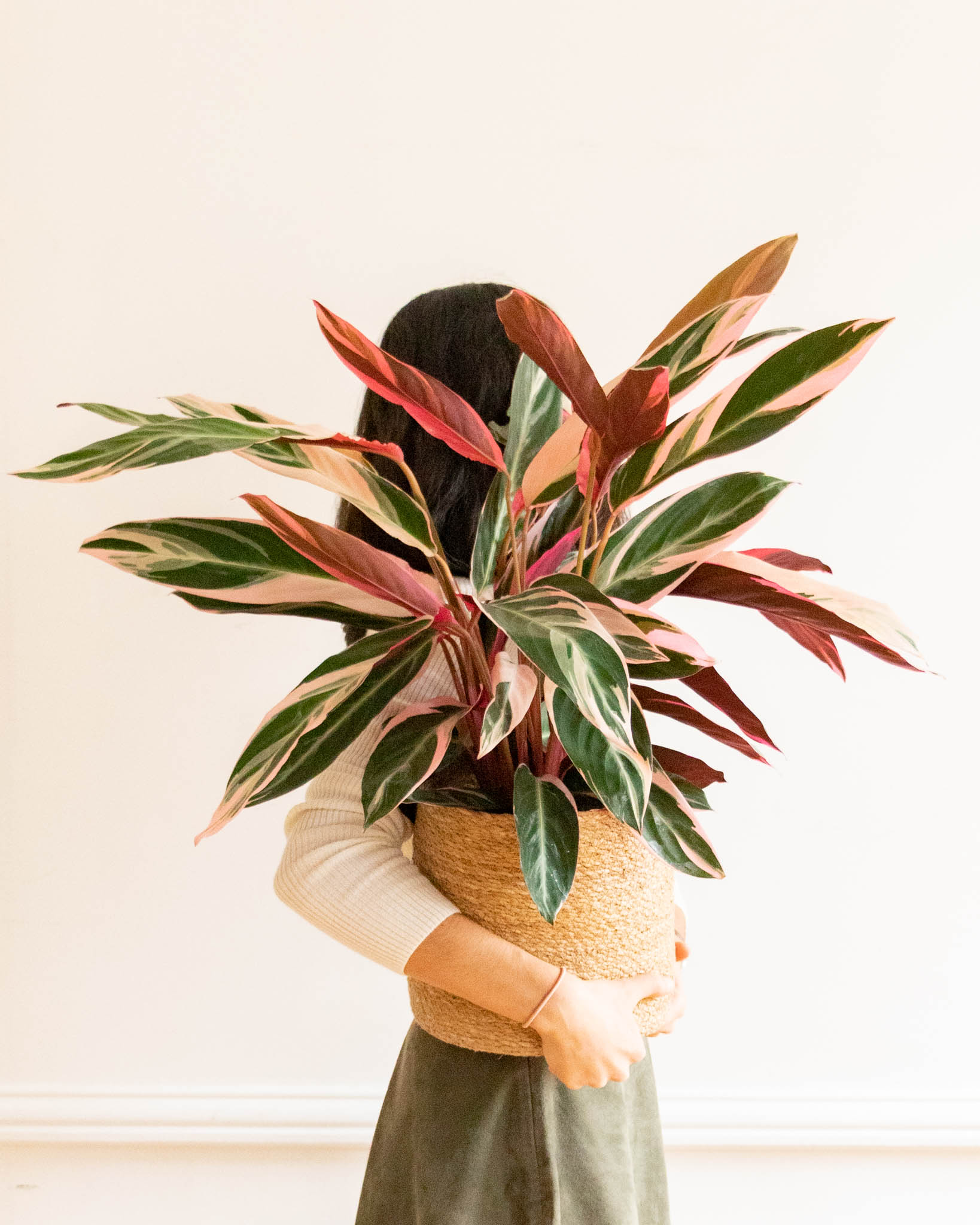 calathea-triostar