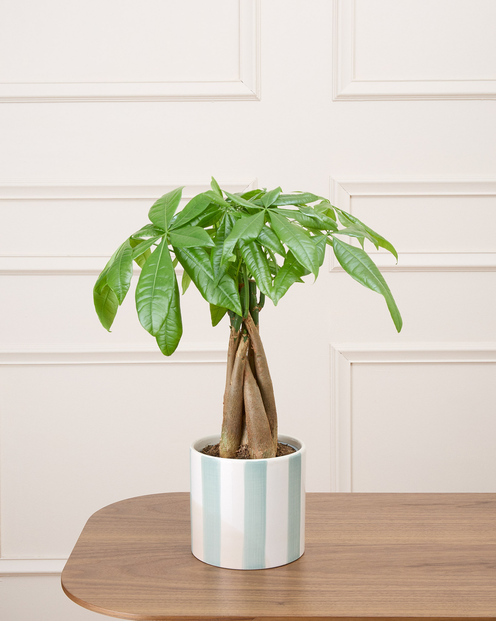 James et son cache-pot rayé vert - Pachira