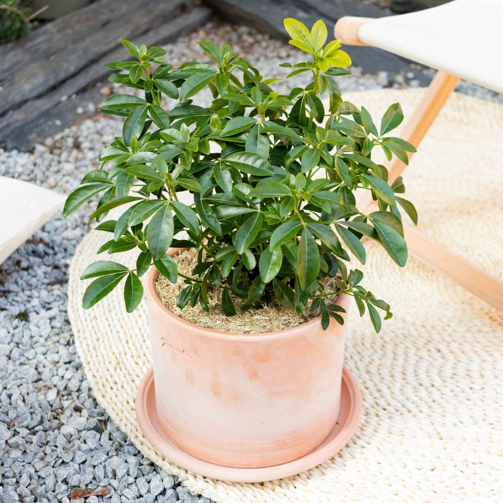 Oranger du Mexique : nos conseils d’entretien