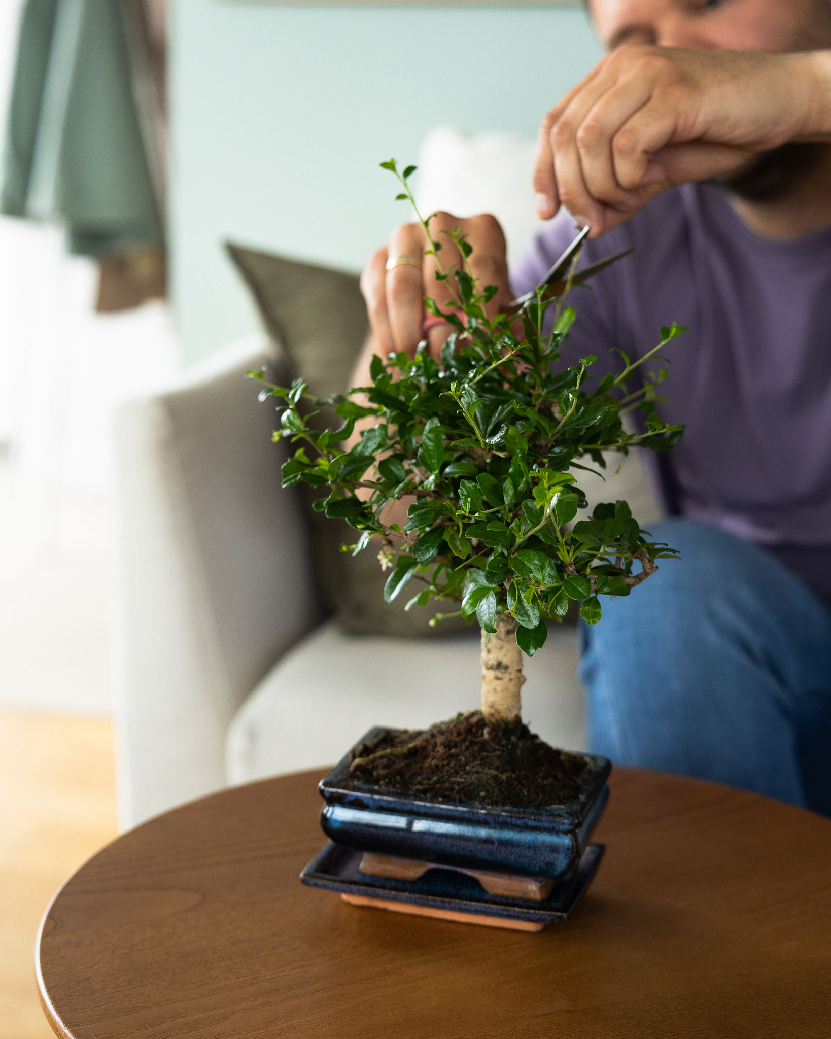 bonsai Carmona microphylla 