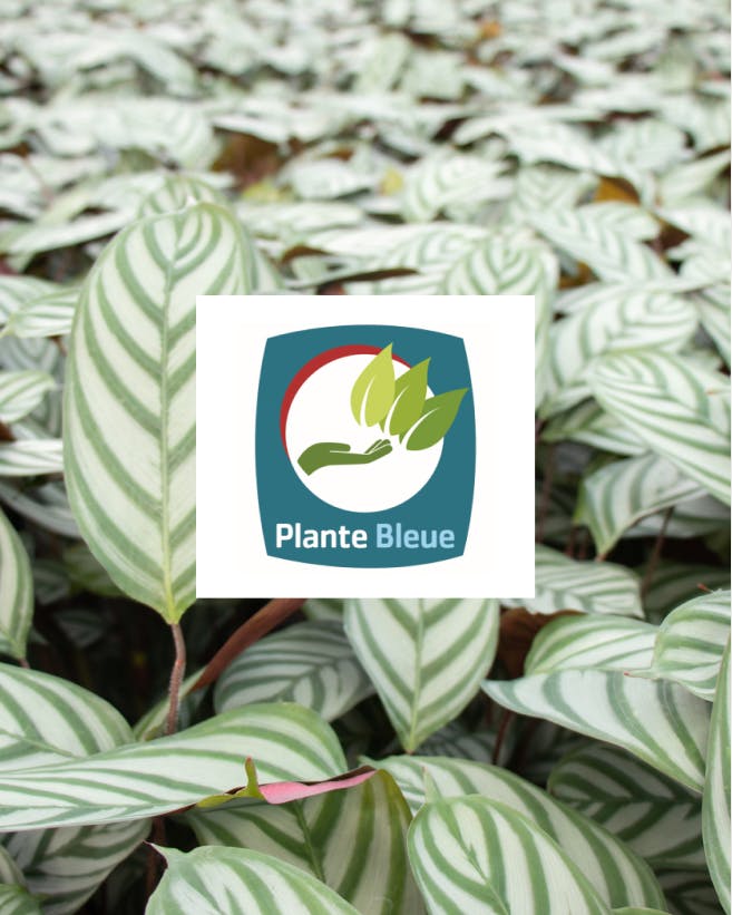 Le label Plante Bleue, éclairage sur cette certification 