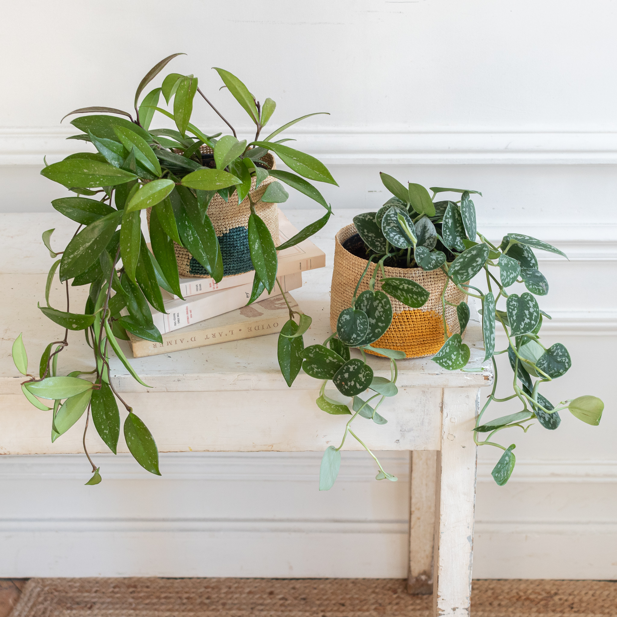 Les plantes d’appartement iconiques, à adopter d’urgence