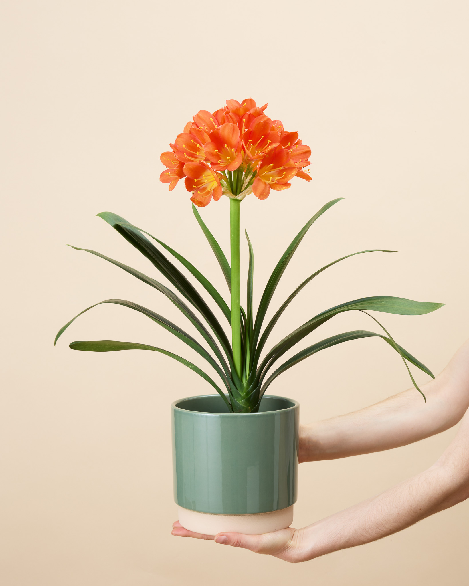 clivia miniata en pot