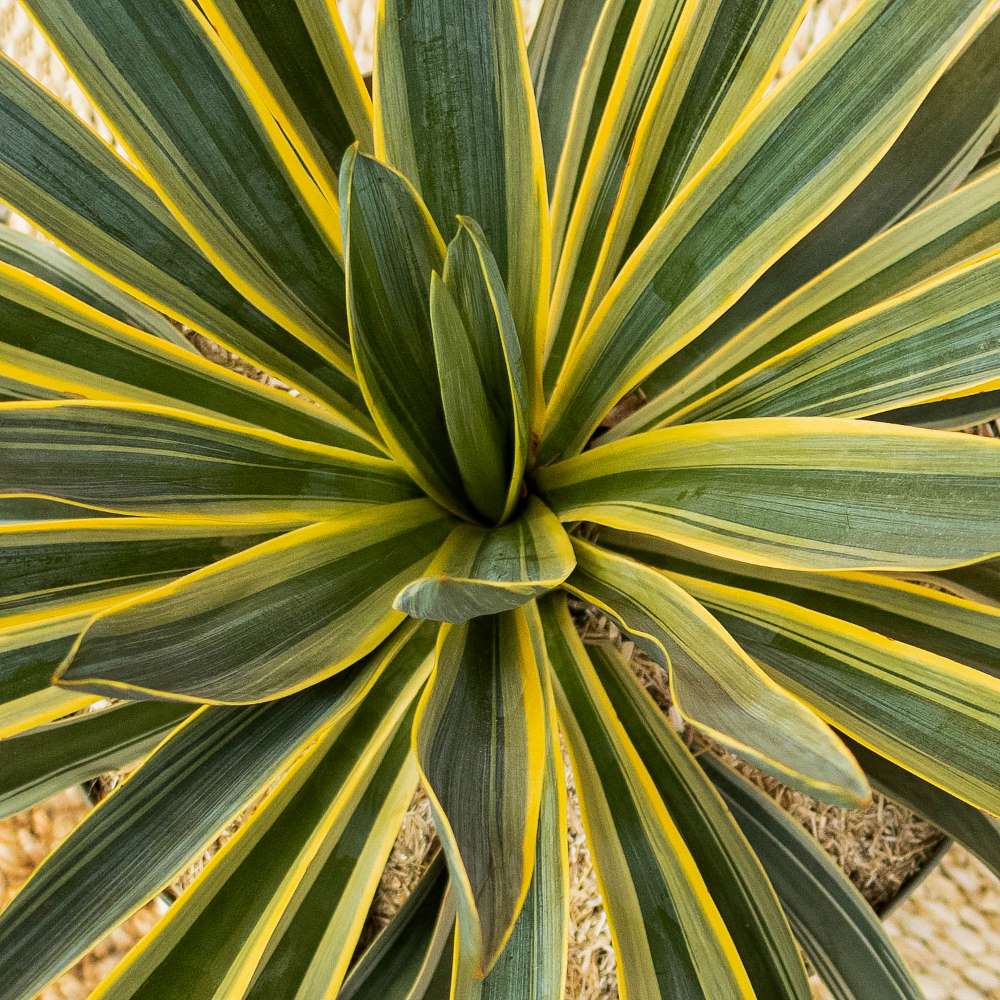 Comment S Occuper D Un Yucca