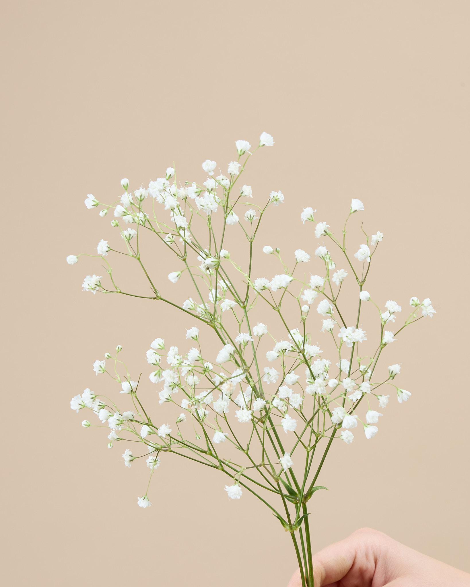 Gypsophile blanc