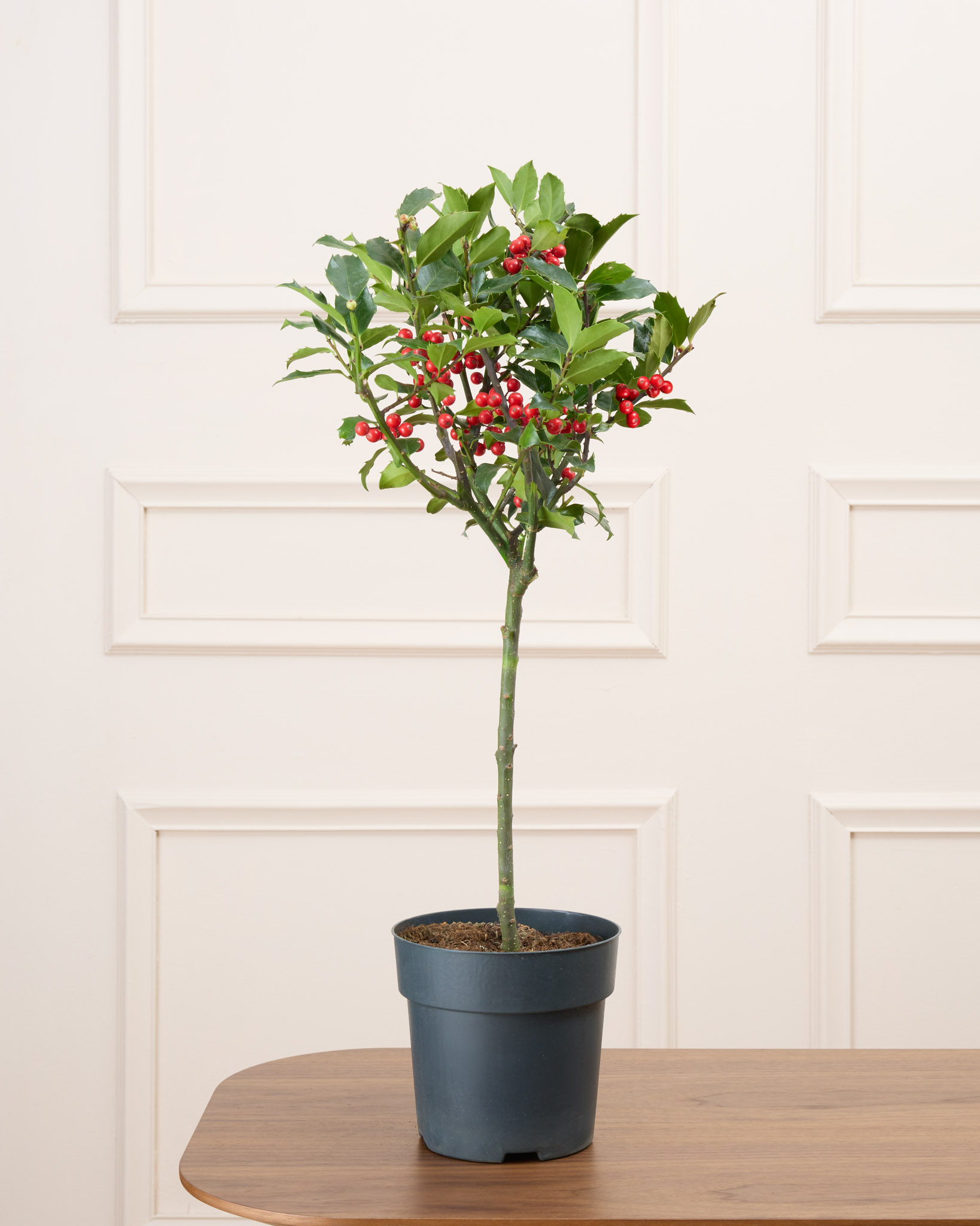 Honoré et sans cache-pot - Houx