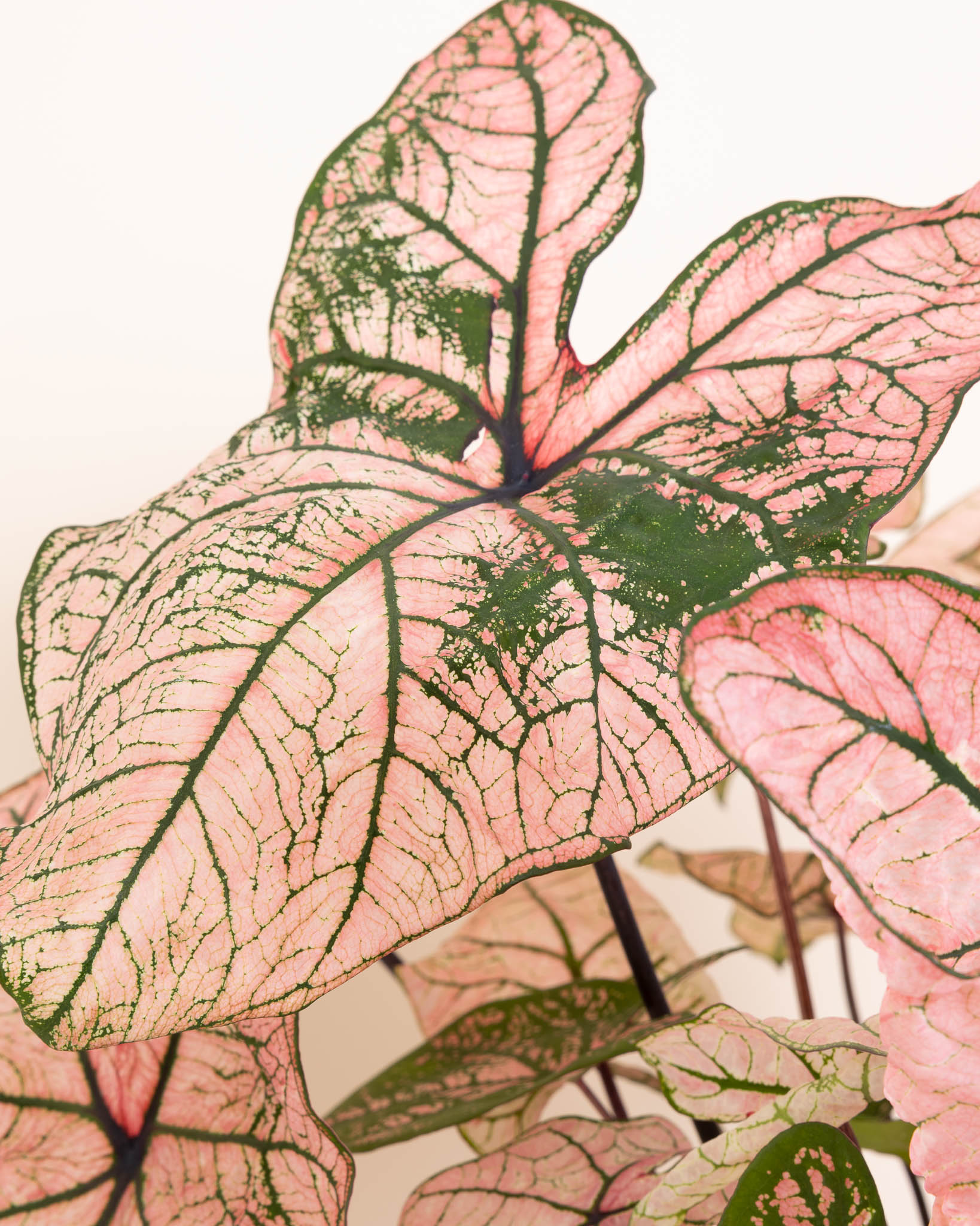 Zoom sur le Caladium 