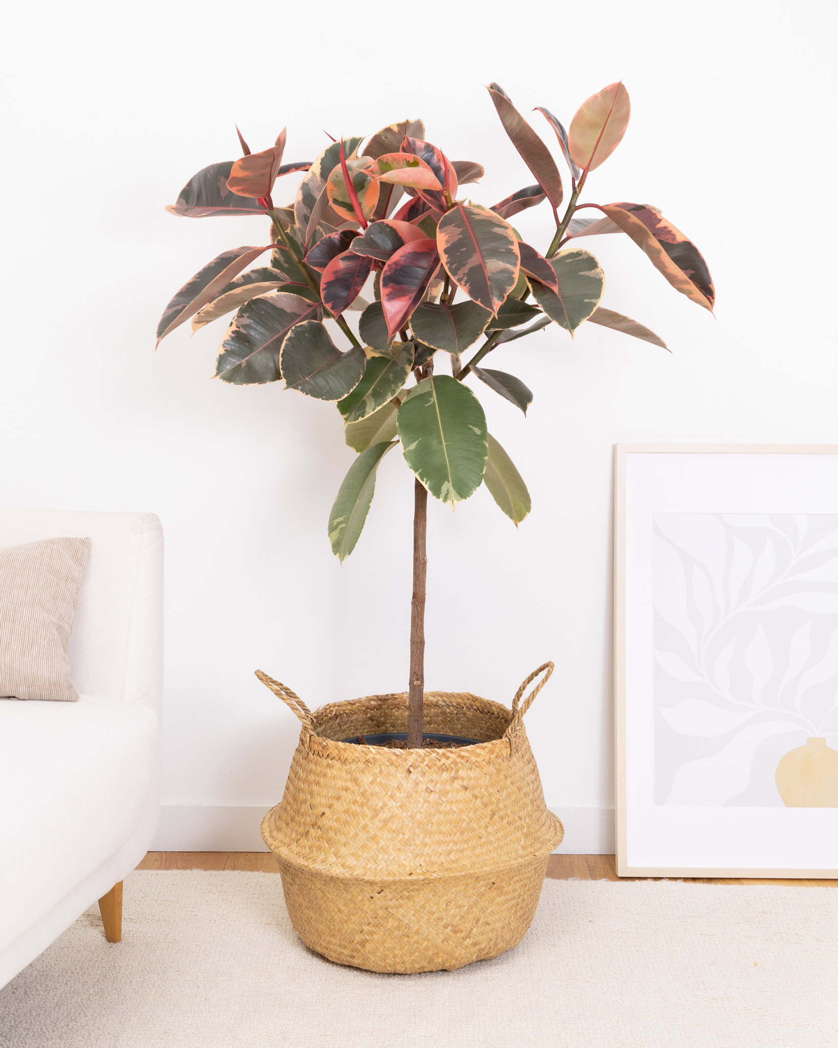 Ficus elastica 'Belize'