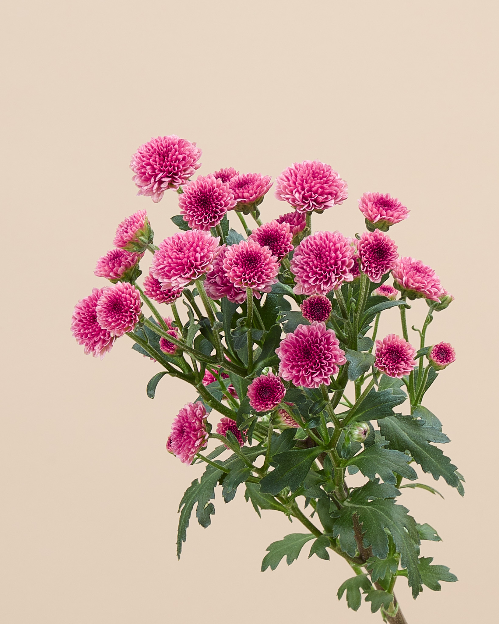 Santini rose