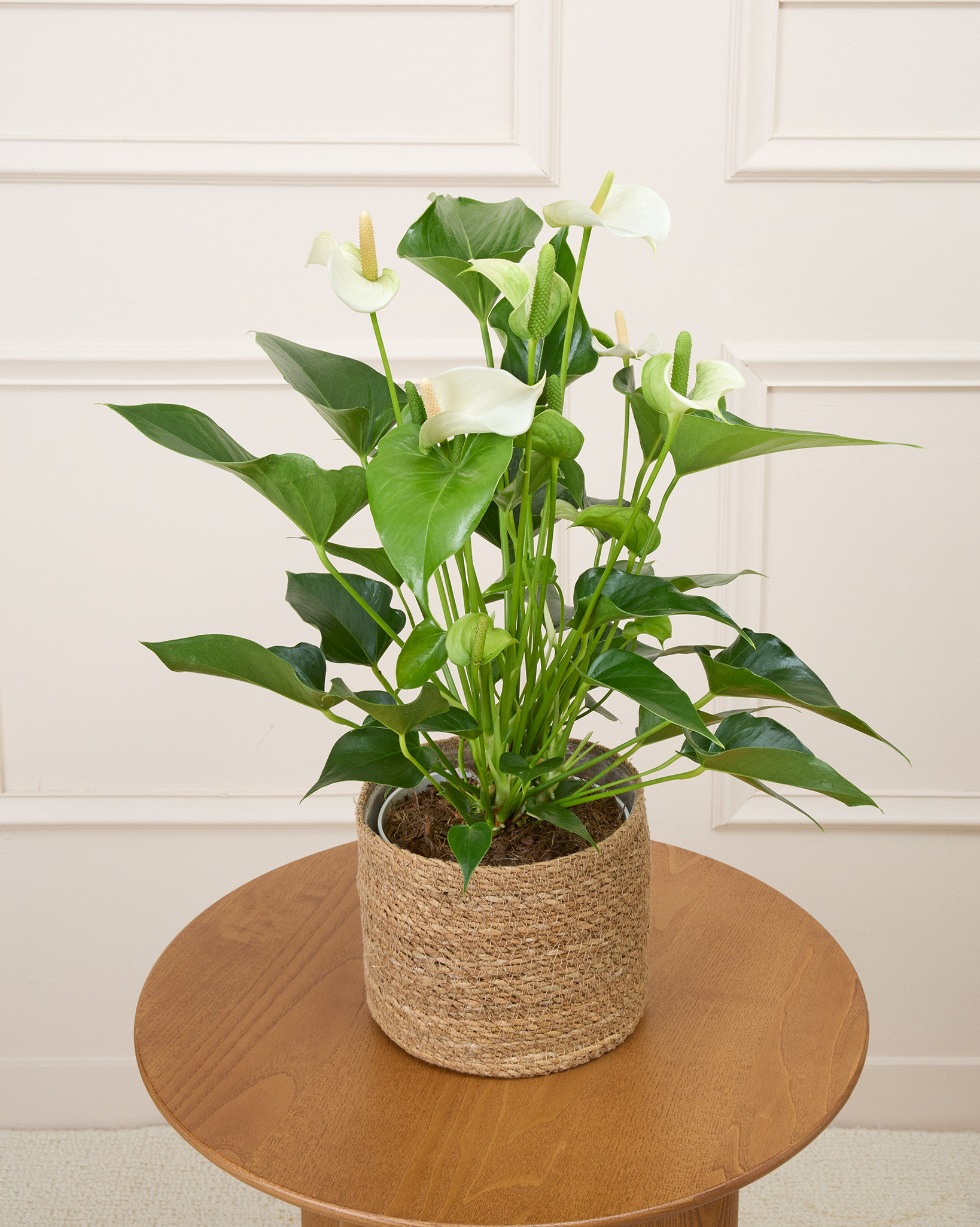 Angèle et son cache-pot naturel - Anthurium