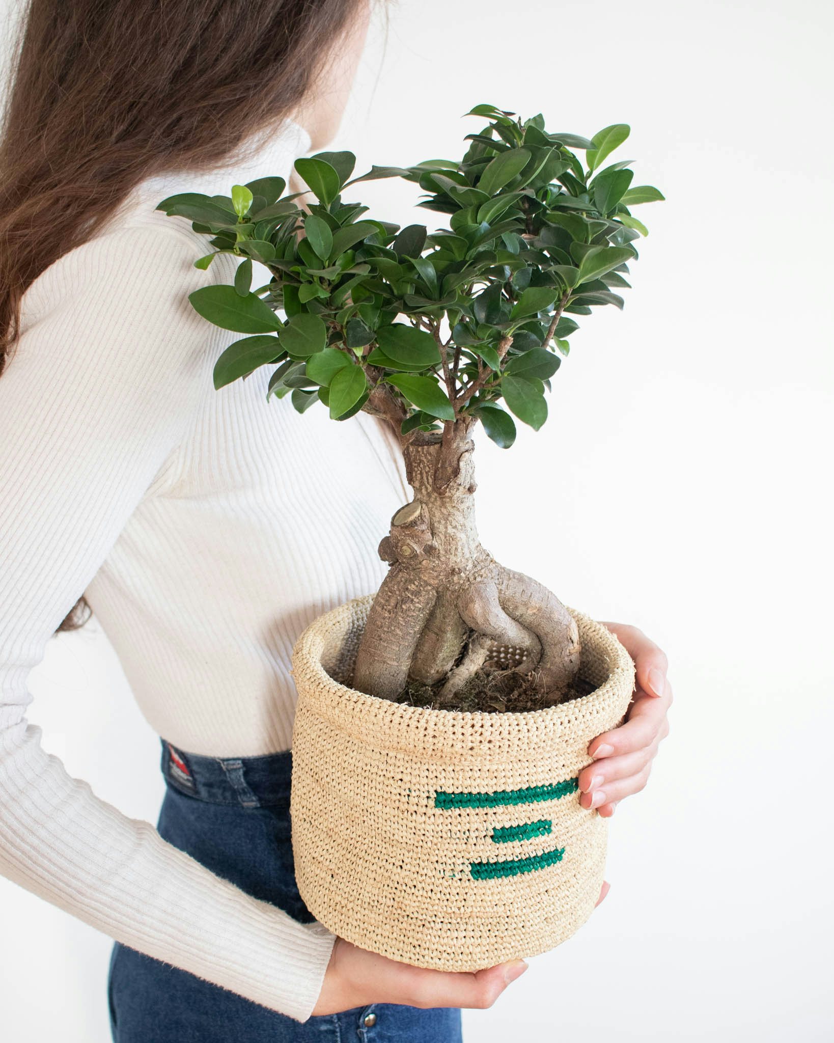 Ficus d'intérieur trop petit bonsaï pour le vrai débutant 