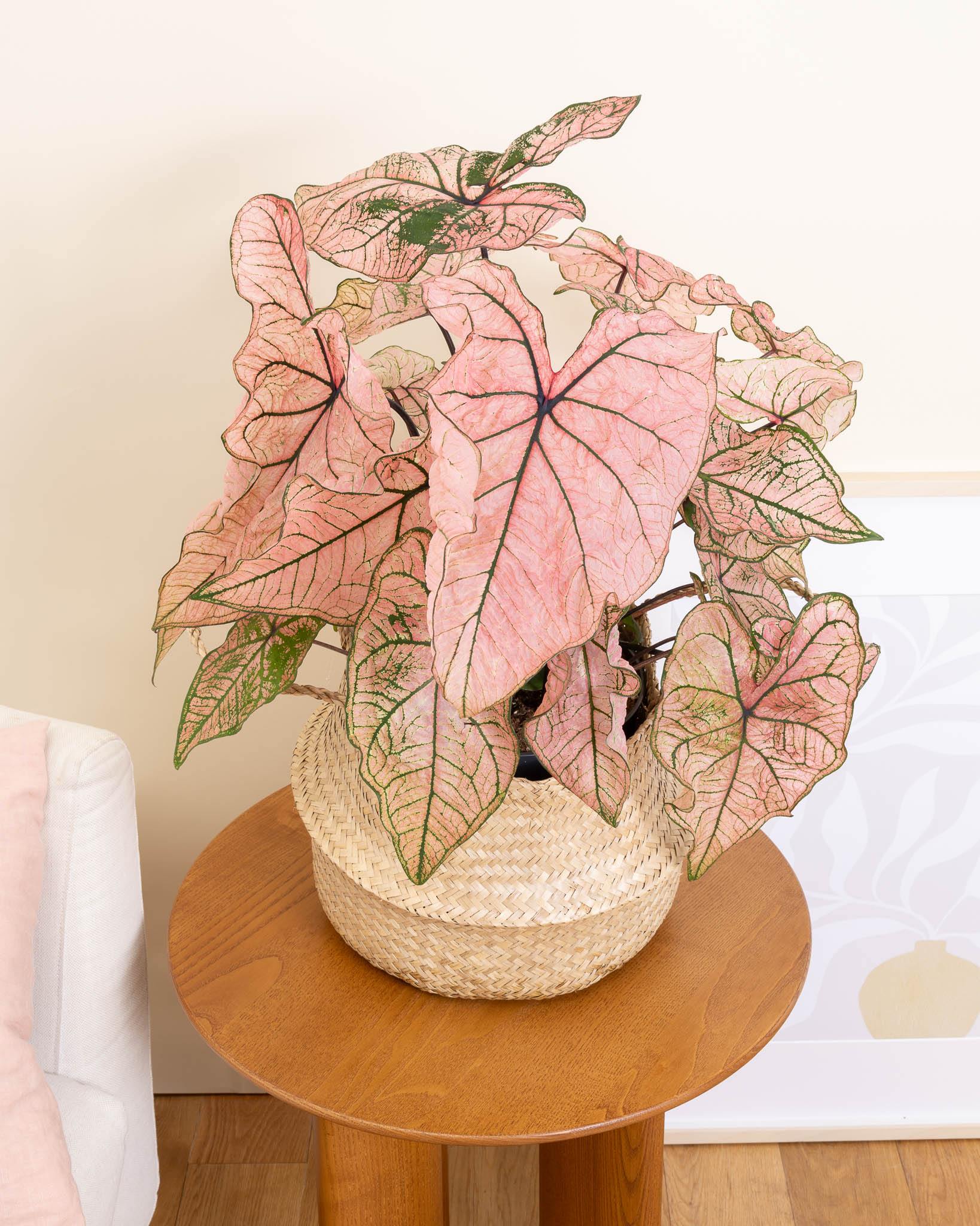Caladium 