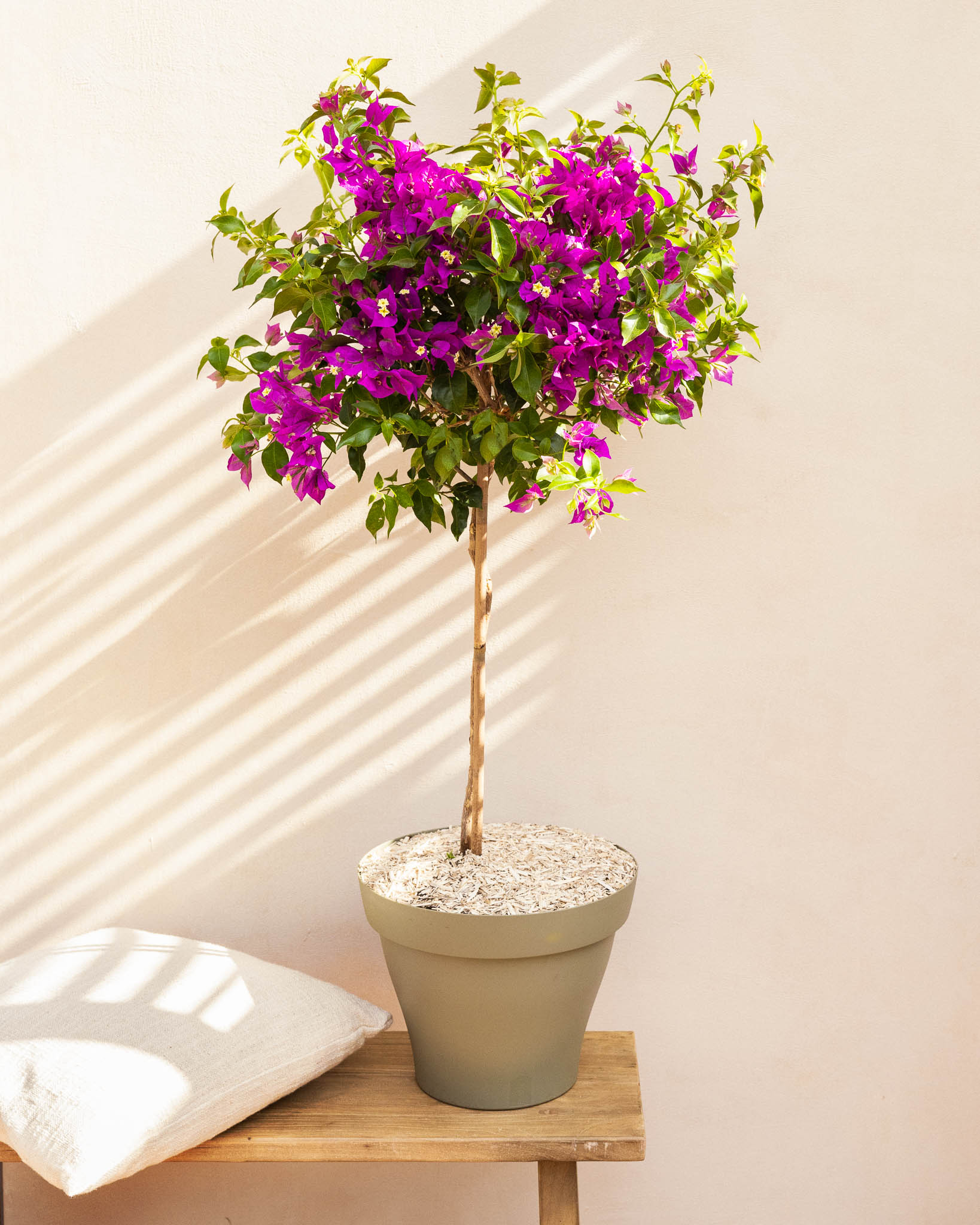 Maïté et son pot terre cuite - Bougainvillier