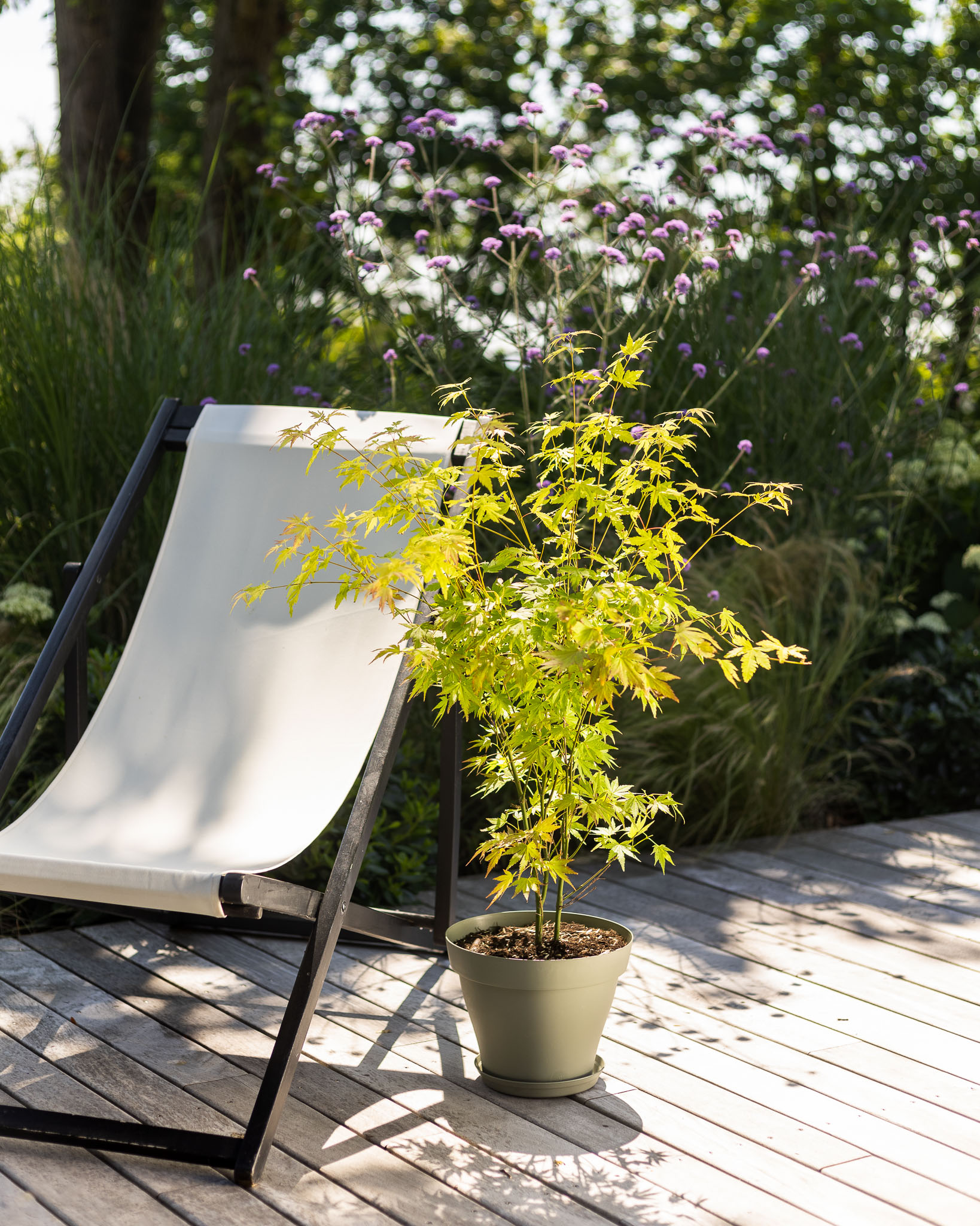 érable sur une terrasse