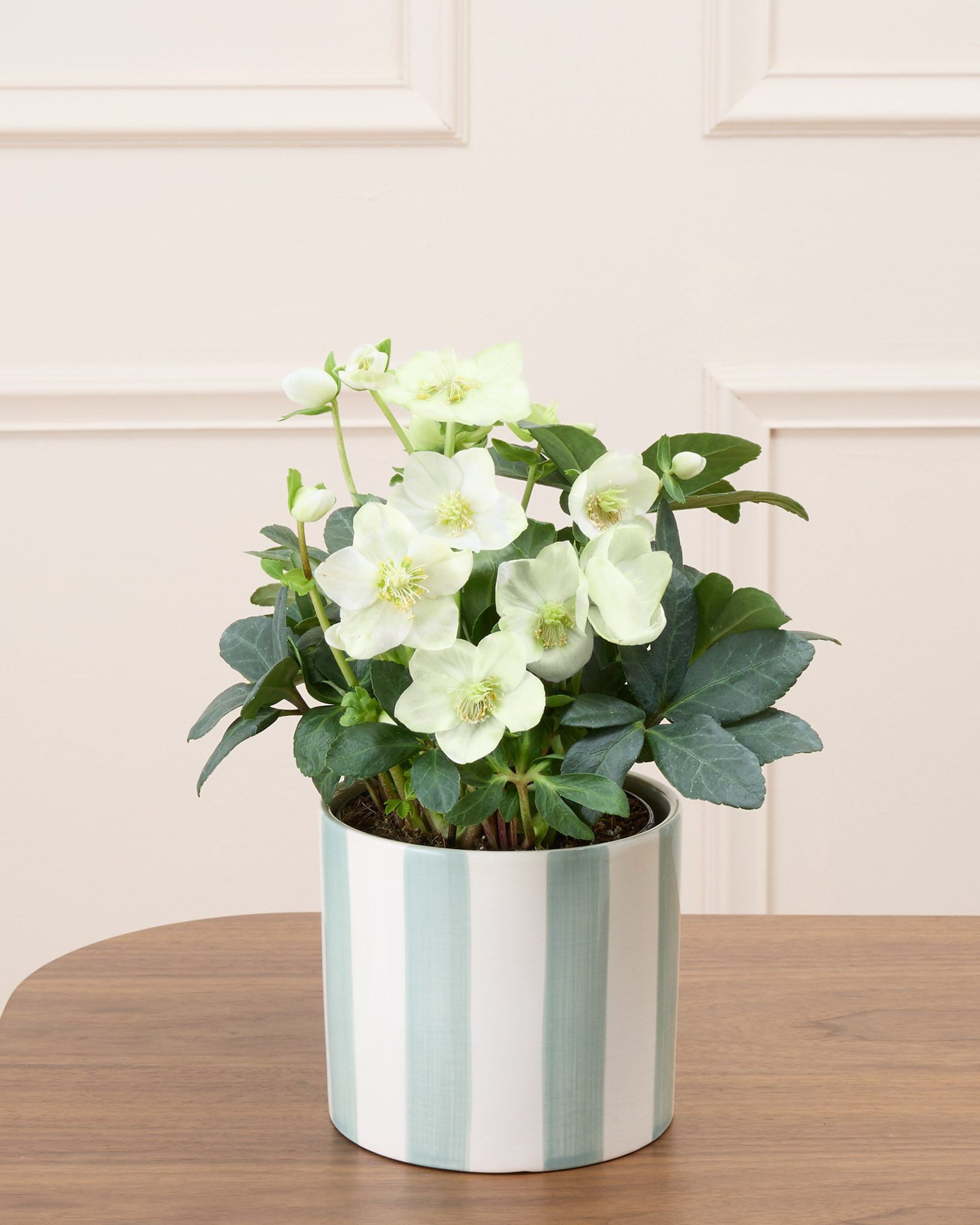 Hermine - Hellébore ou Rose de Noël