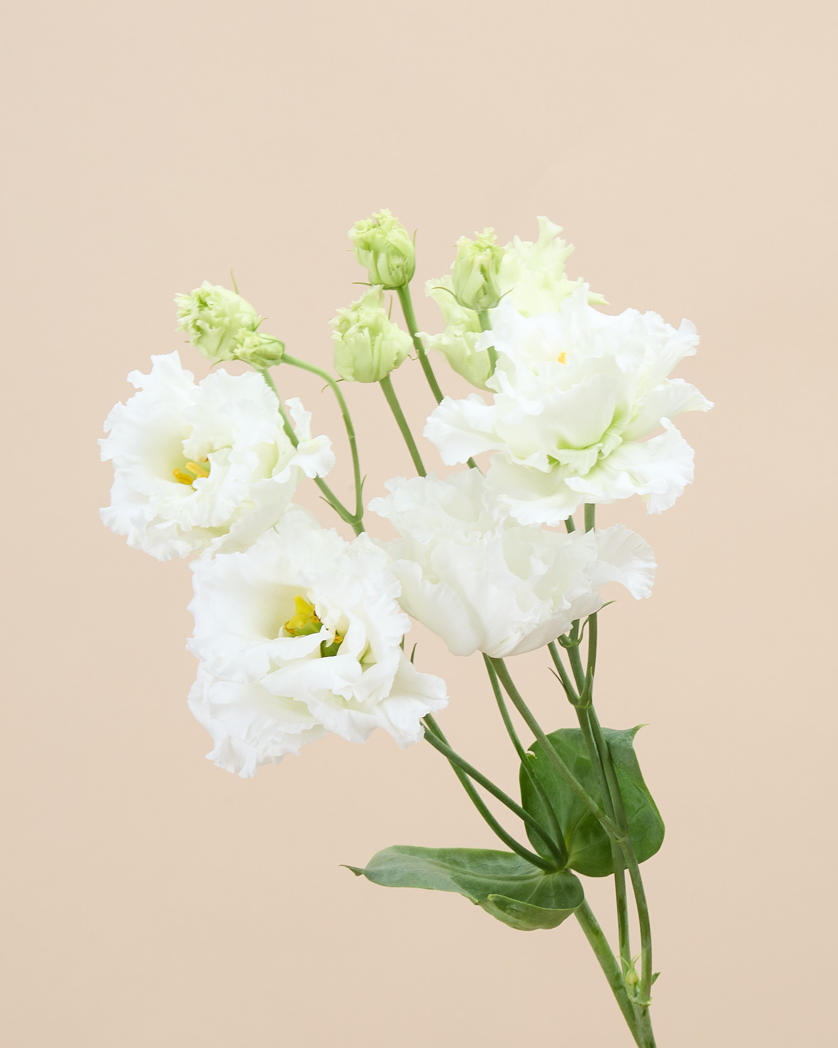 Lisianthus