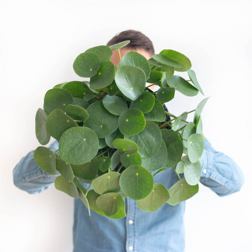 pilea