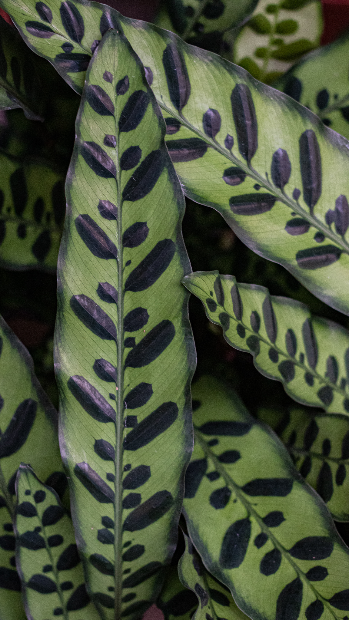 calathea-lancifolia