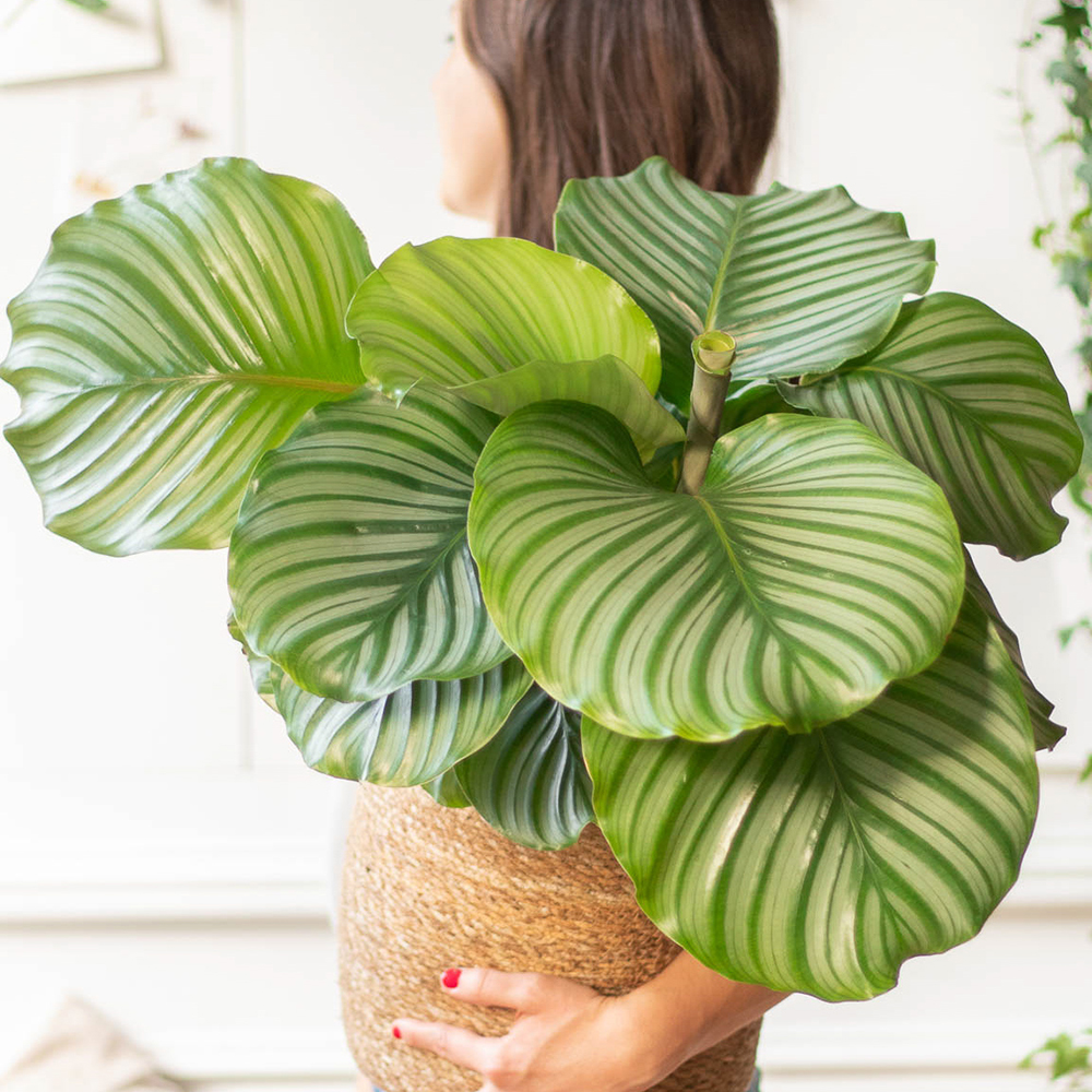 plante-interieur-originale