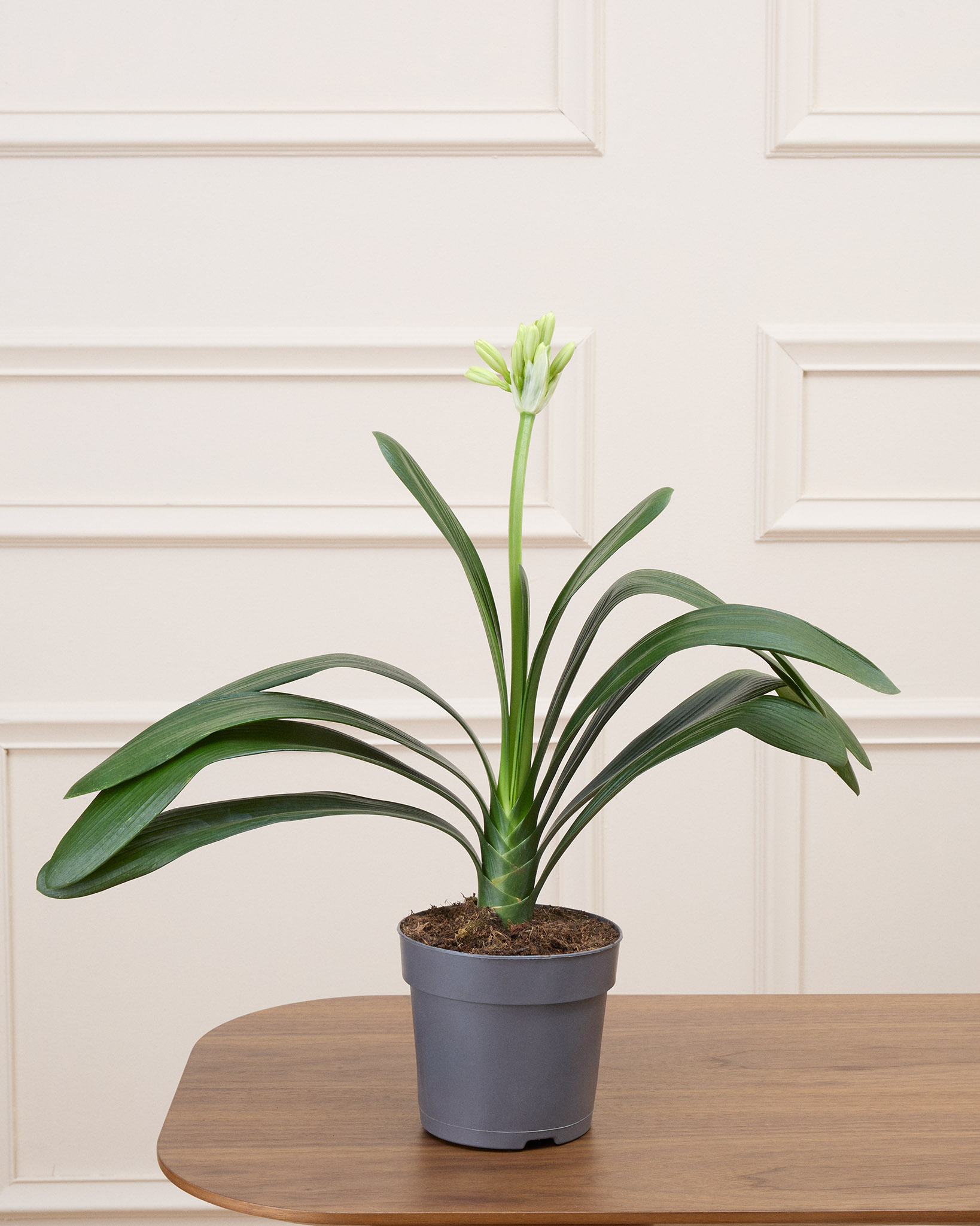Chloé sans cache-pot (Le Clivia en début de saison avant la floraison)