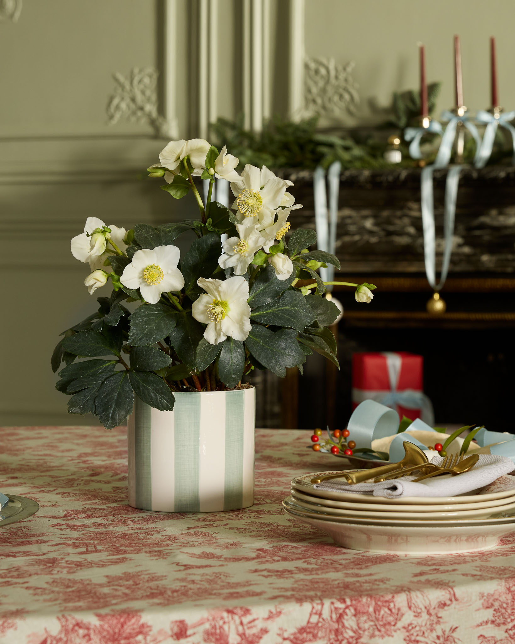 hellebore rose de noel