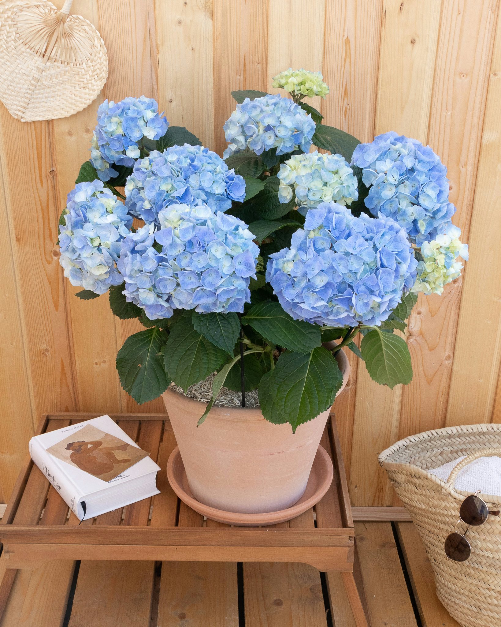 Éléonore et son pot en terre cuite - Hortensia bleu