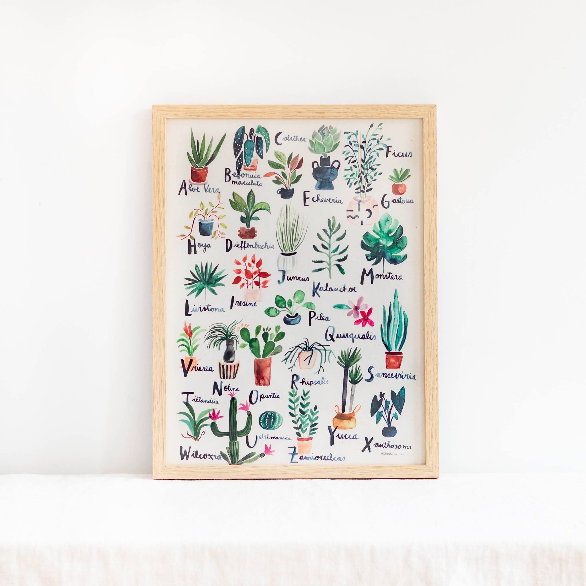 Cadre illustré Apion