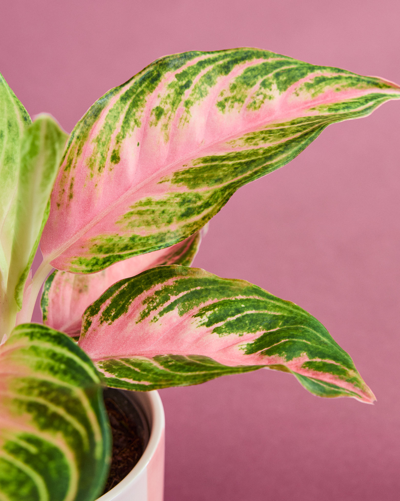Zoom sur Aglaé - Aglaonema