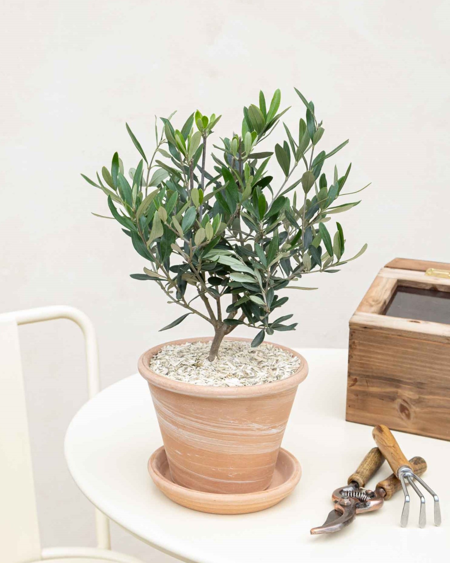 Milo et son pot en terre cuite - Olivier