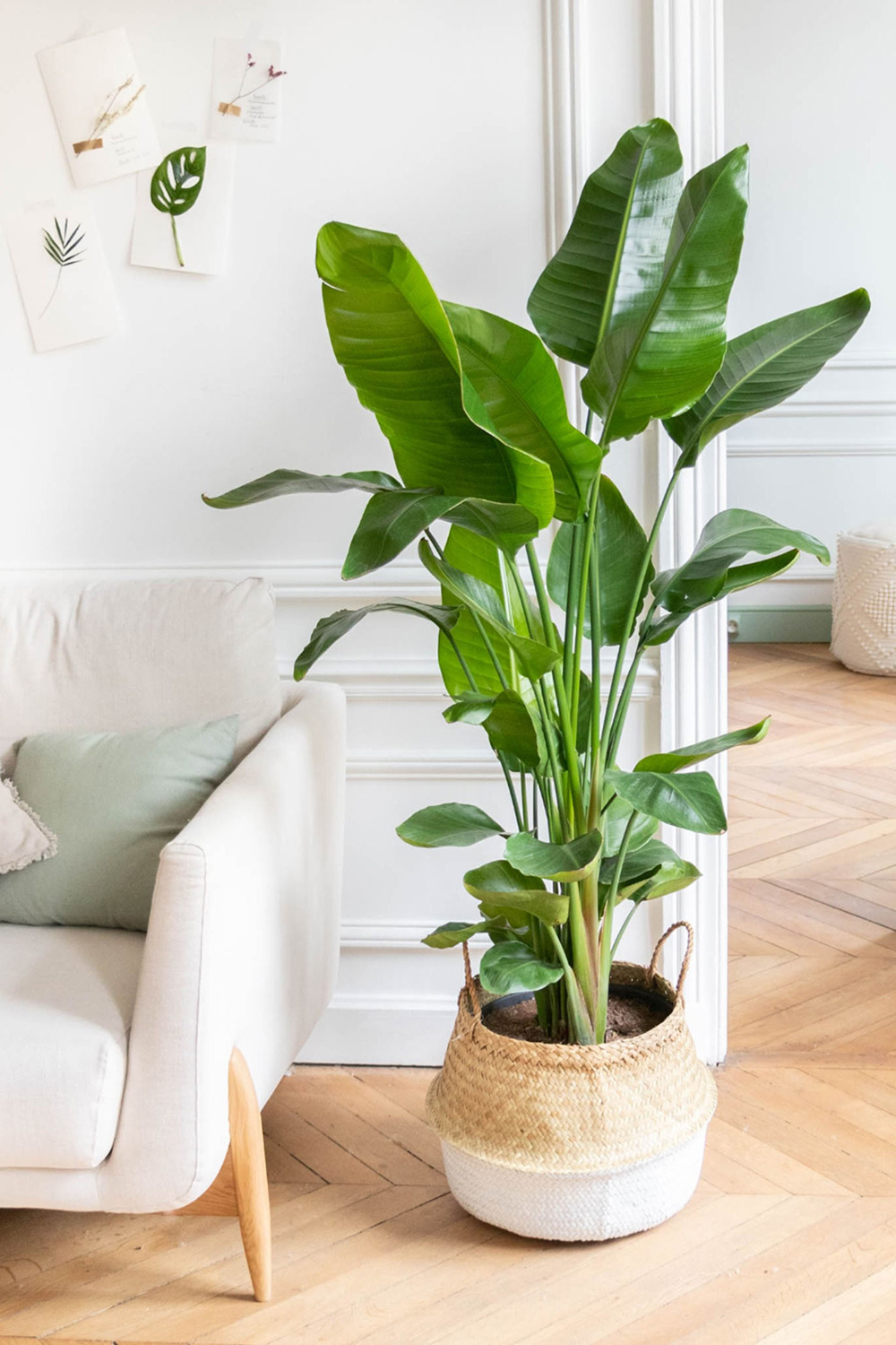 Comment choisir la plante d'intérieur idéale pour son salon ?  Bergamotte