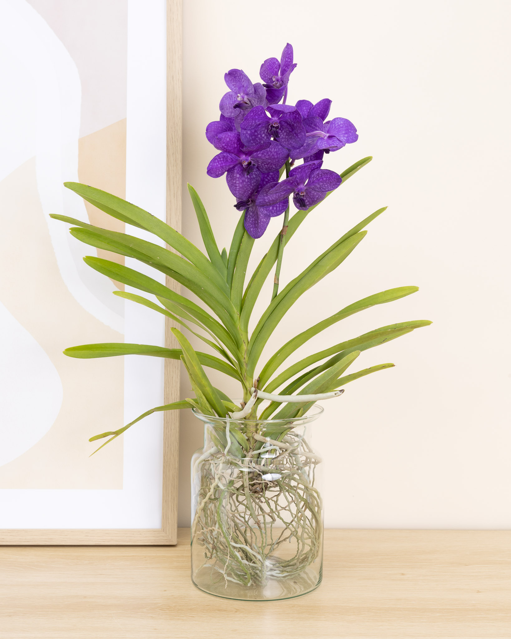 orchidee vanda
