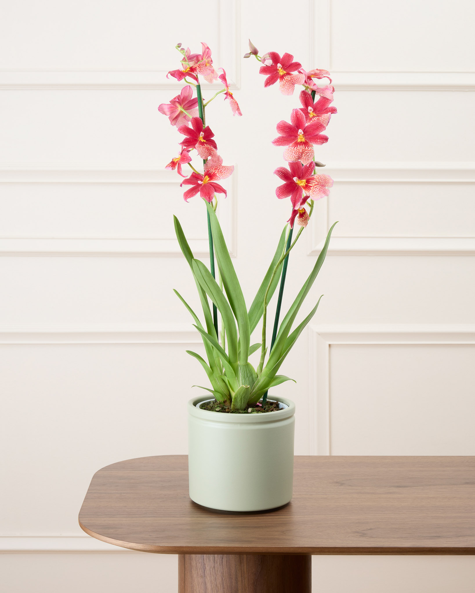 orchidee rouge