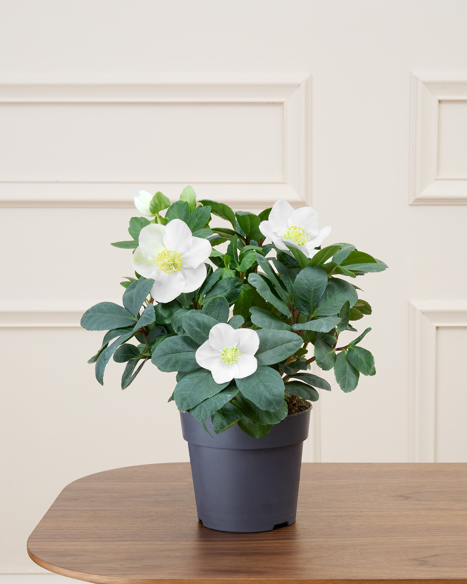 Hermine sans cache-pot