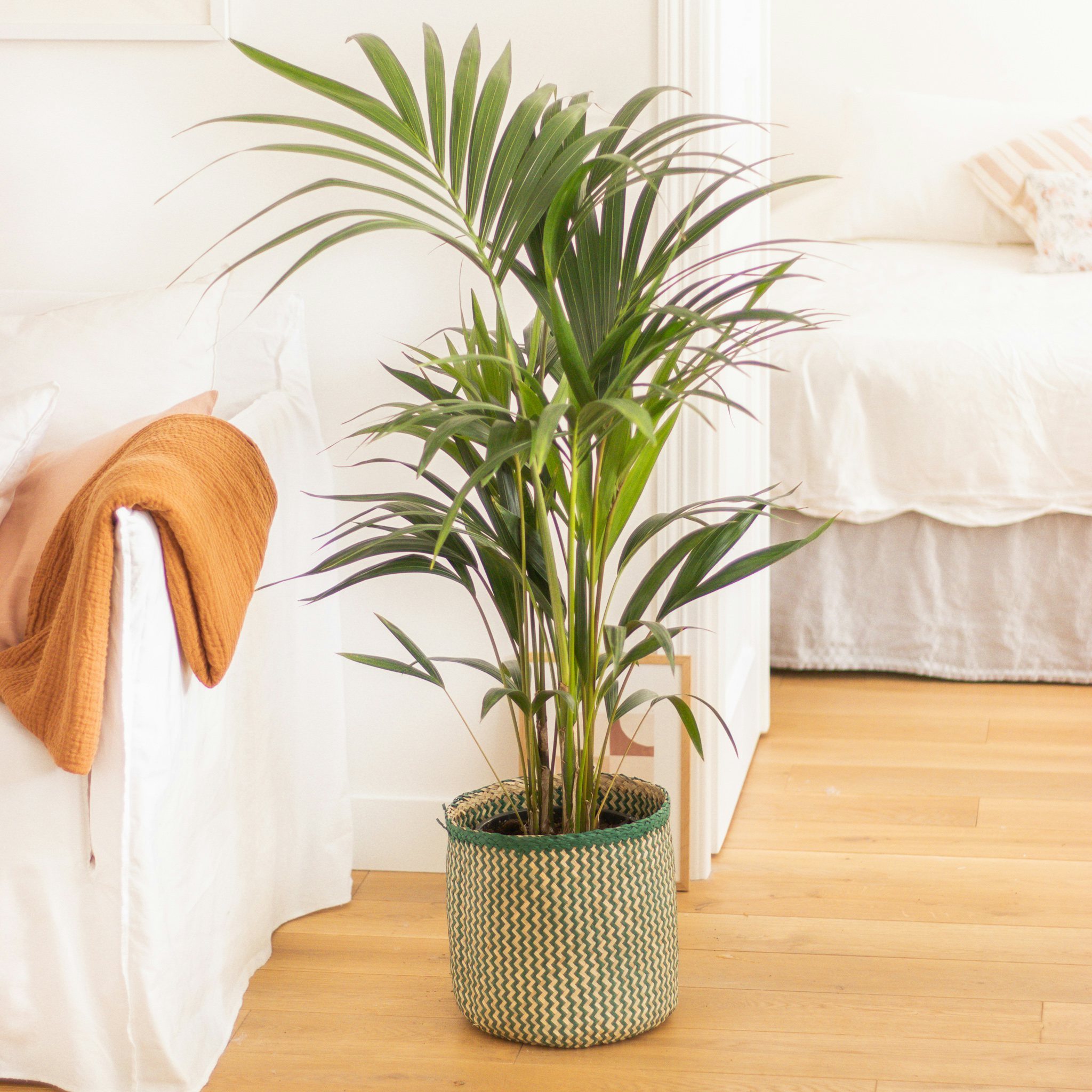 Déco : où mettre une plante verte dans mon salon ? - Magazine