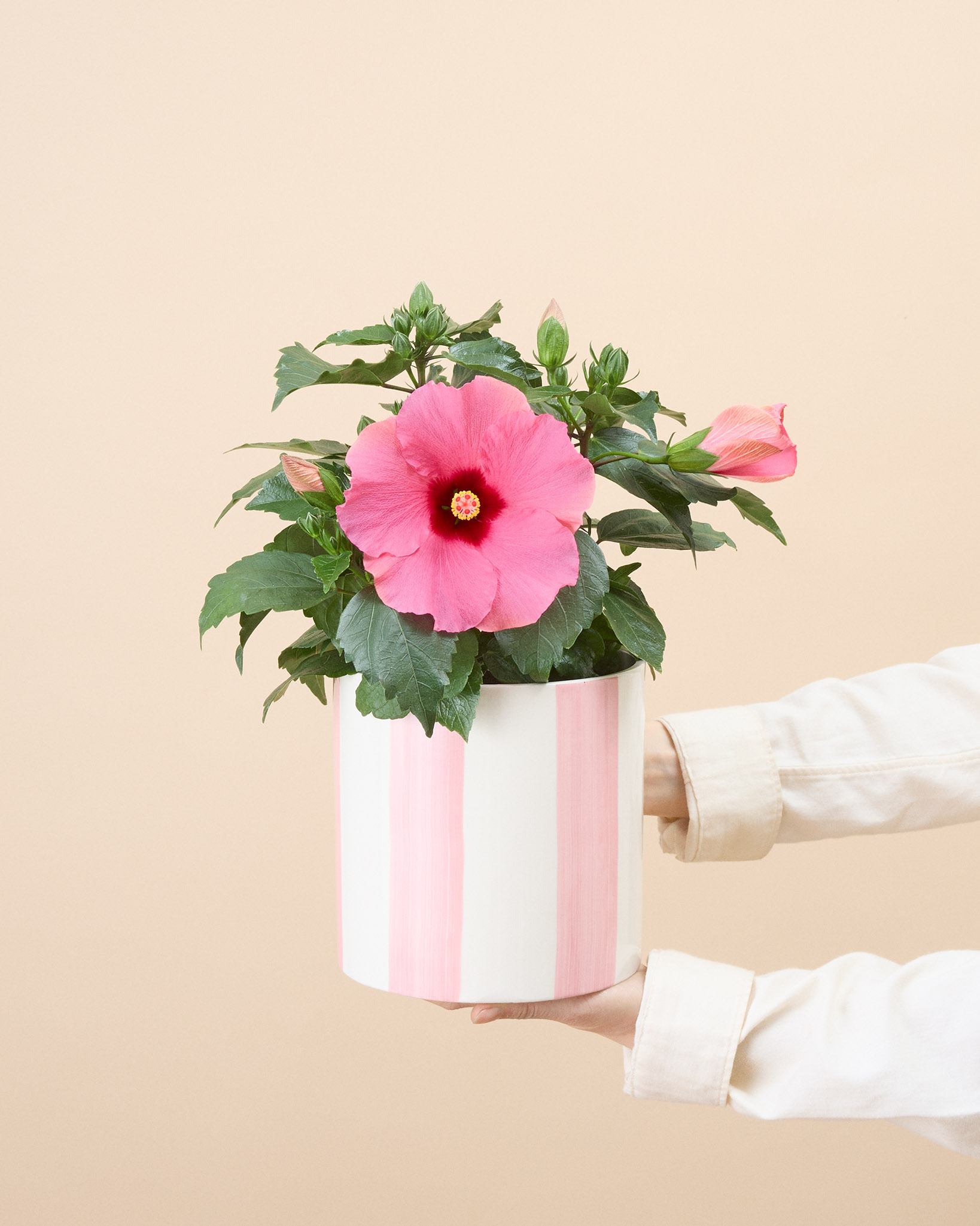 Hibiscus Lynn et son cache-pot personnalisable