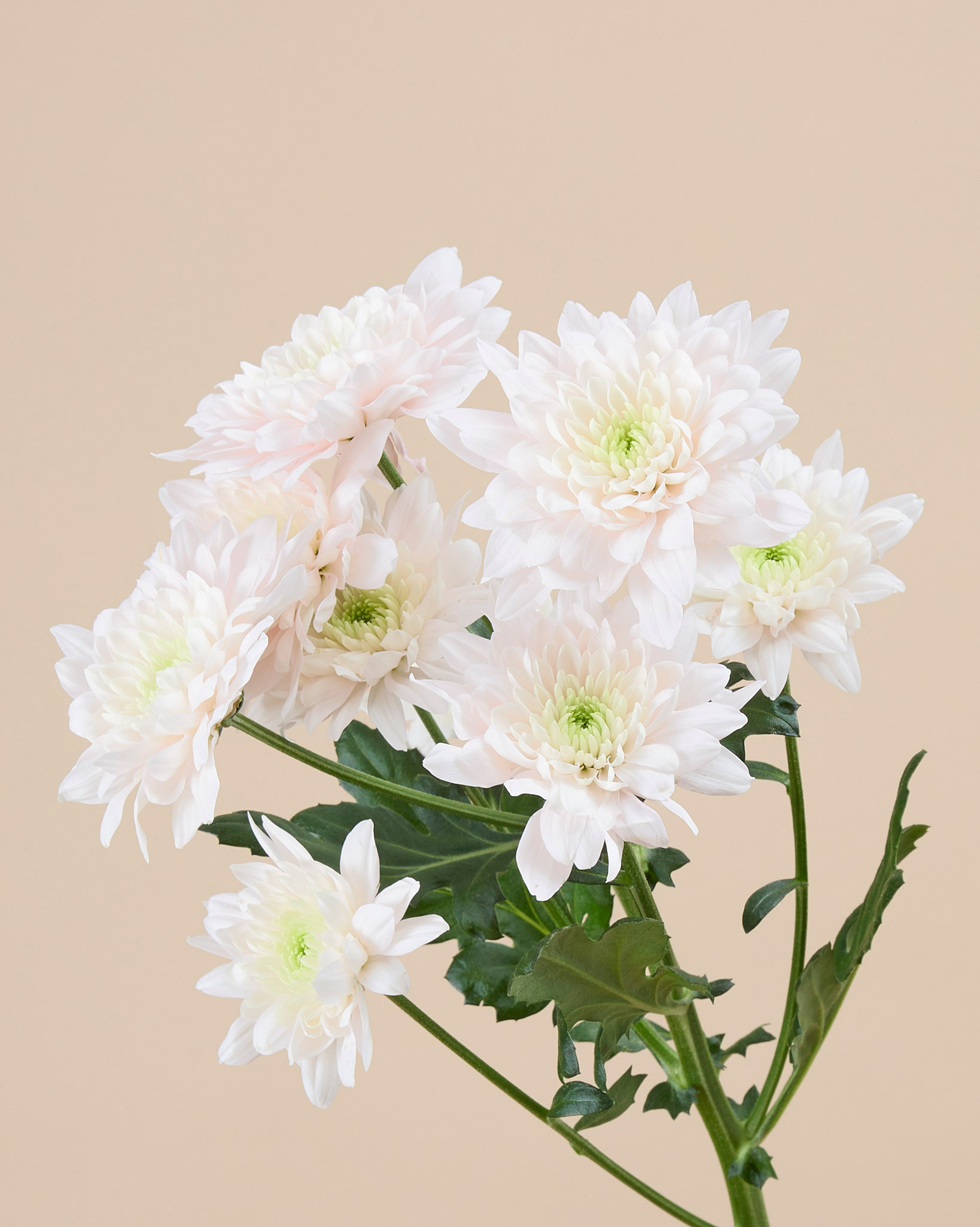Chrysanthème branchu rose pâle