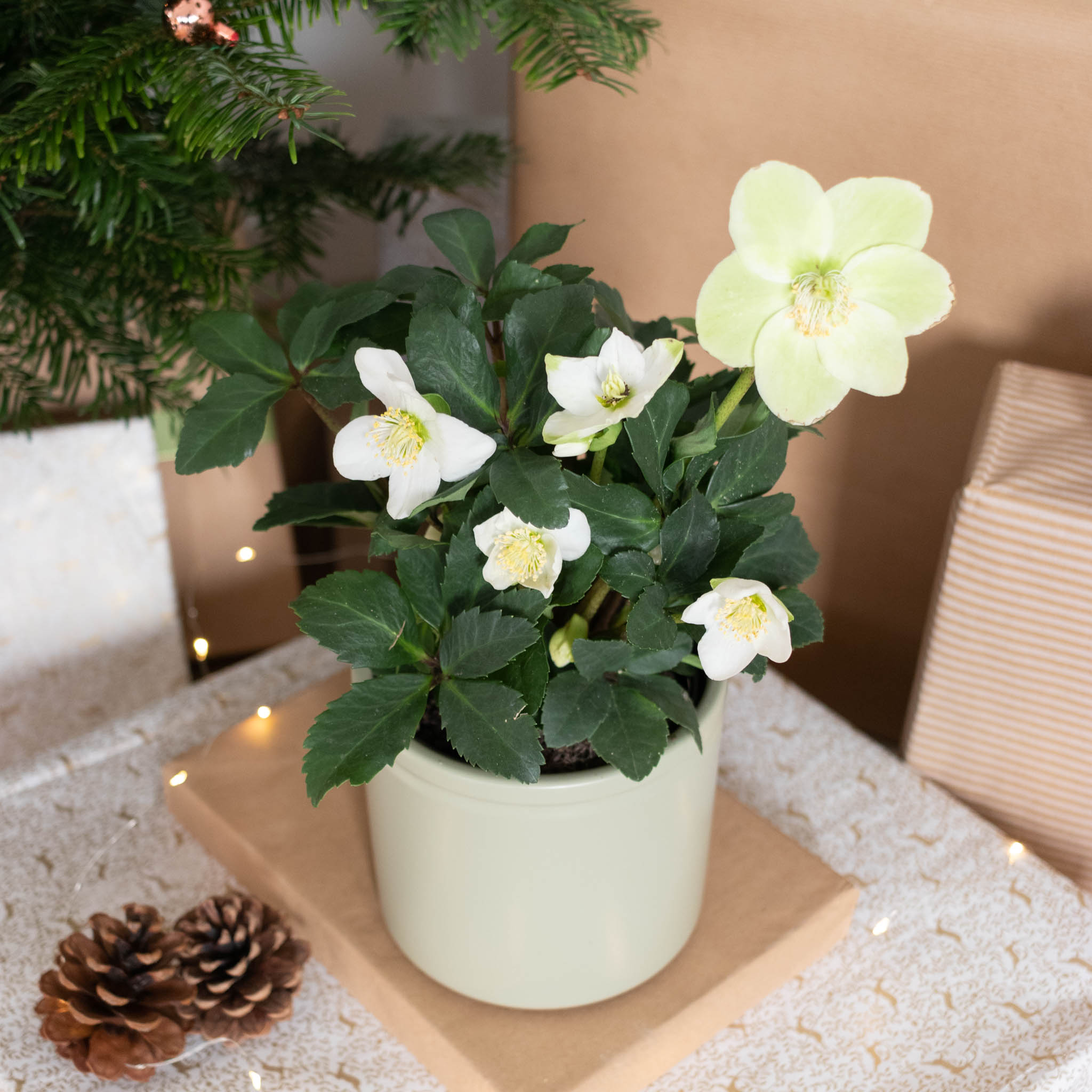 Tout Savoir sur la Rose de Noël Entretien et Symbolique