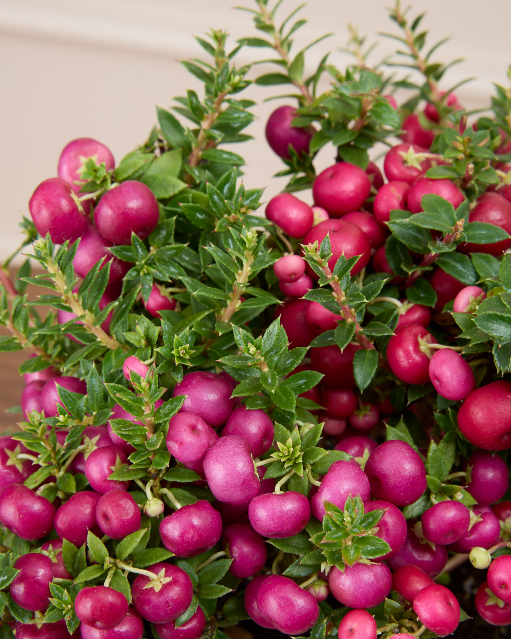 Zoom sur Marie - Gaulthérie