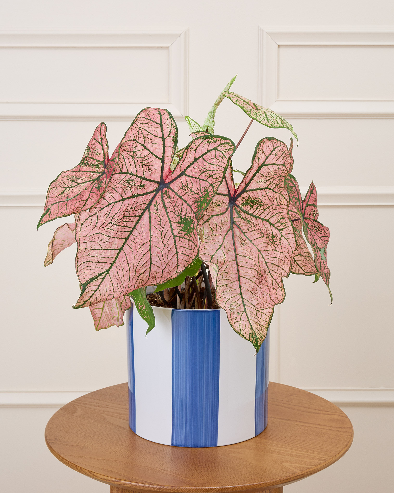 Caladium 